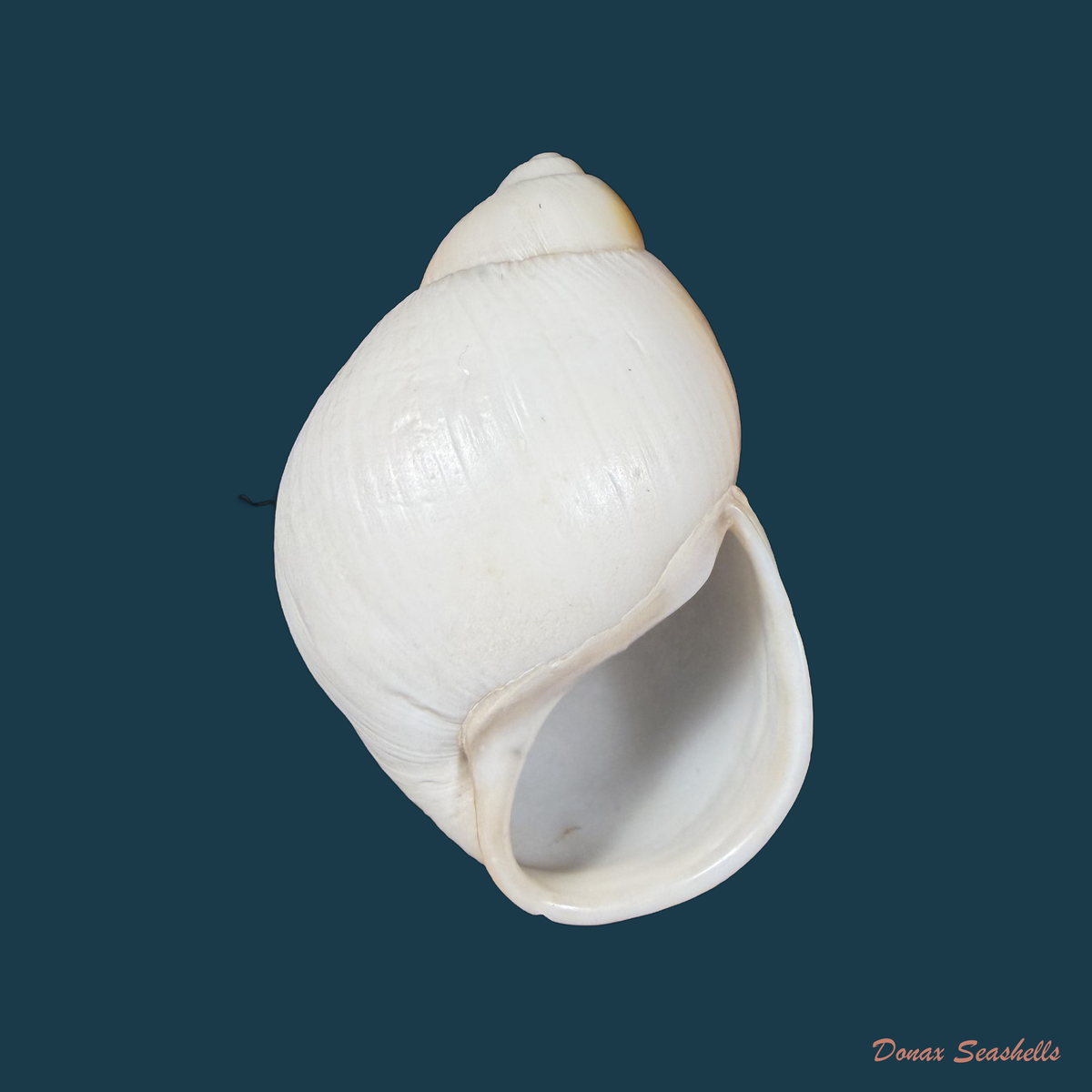 Megalobulimus cardosoi (Morretes, 1952) - 71,5mm