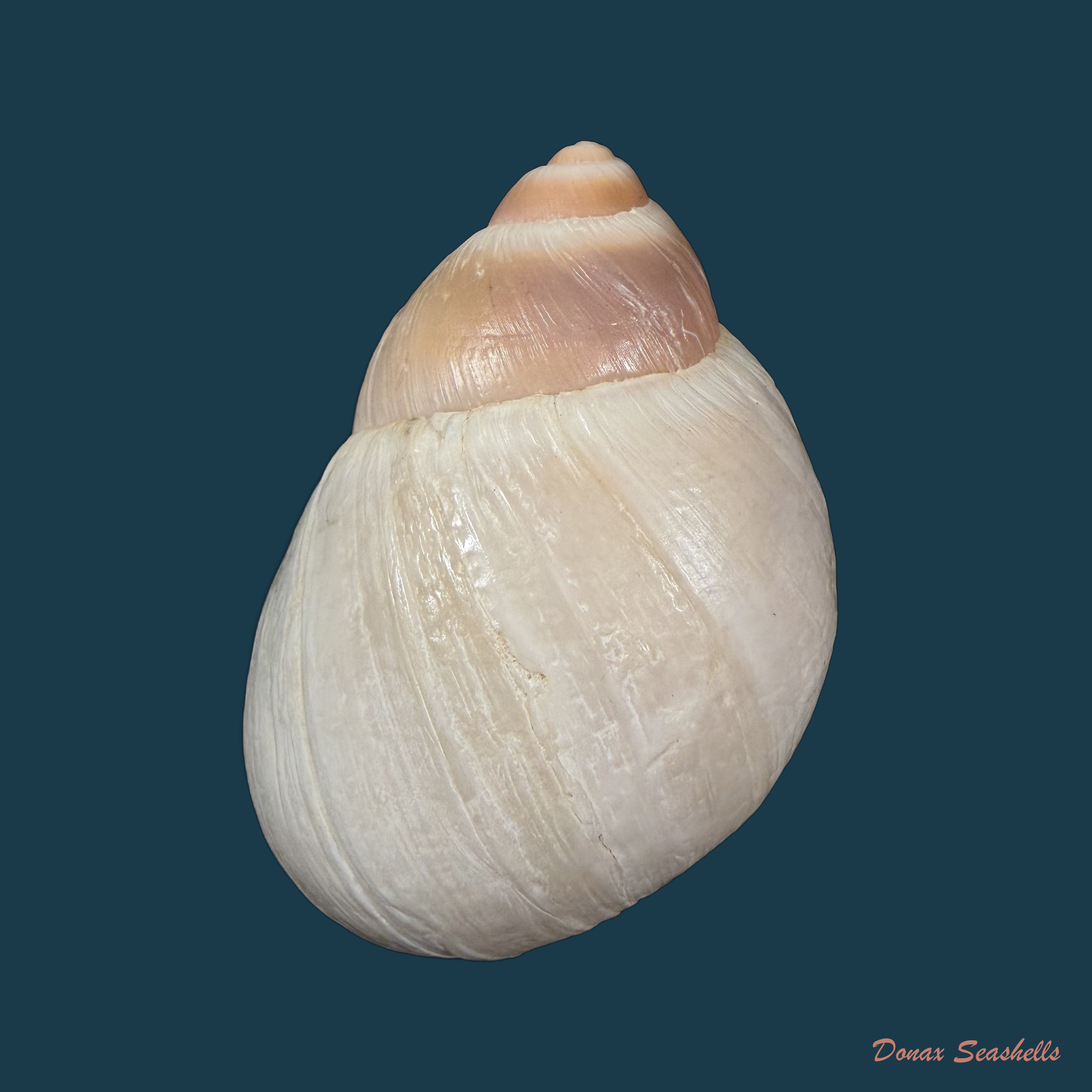 Megalobulimus cardosoi (Morretes, 1952) - 66,1mm