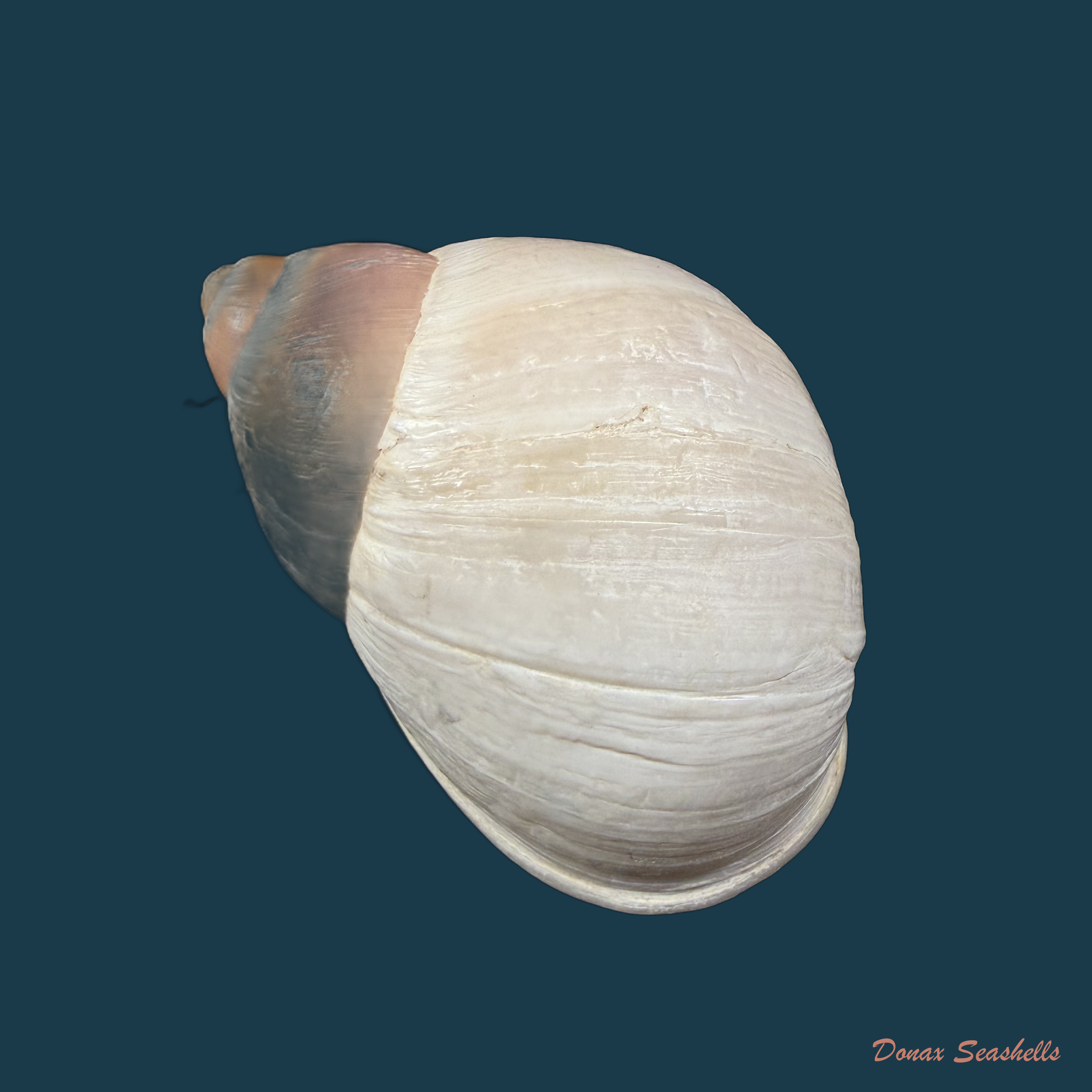 Megalobulimus cardosoi (Morretes, 1952) - 66,1mm
