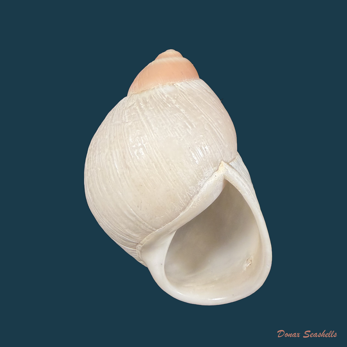 Megalobulimus cardosoi (Morretes, 1952) - 66,1mm