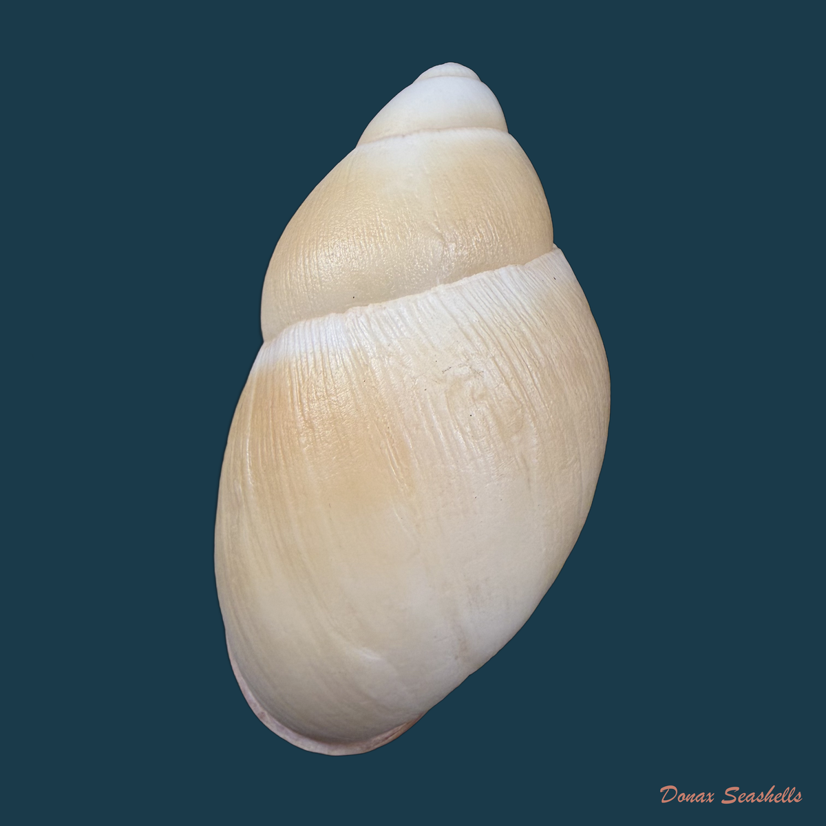 Megalobulimus musculus (Bequaert, 1948) - 76,5mm