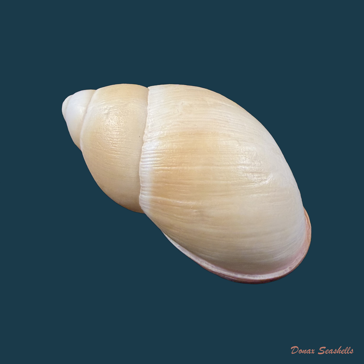 Megalobulimus musculus (Bequaert, 1948) - 76,5mm