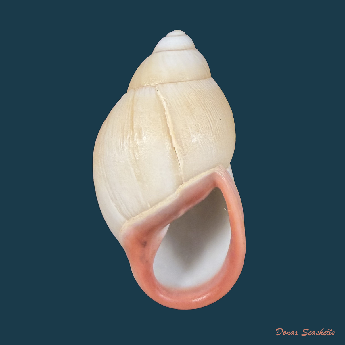 Megalobulimus musculus (Bequaert, 1948) - 76,5mm