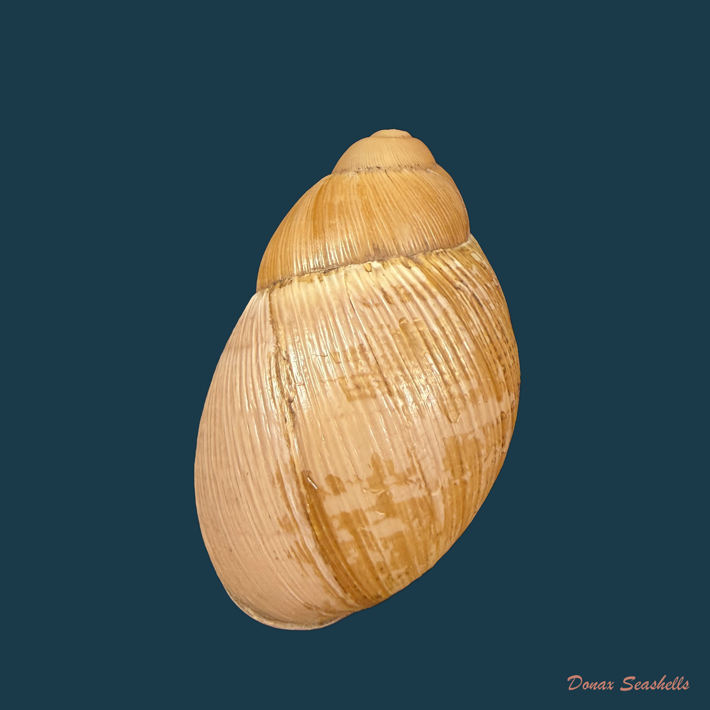 Megalobulimus capillaceus (L. Pfeiffer, 1855) - 61,2mm