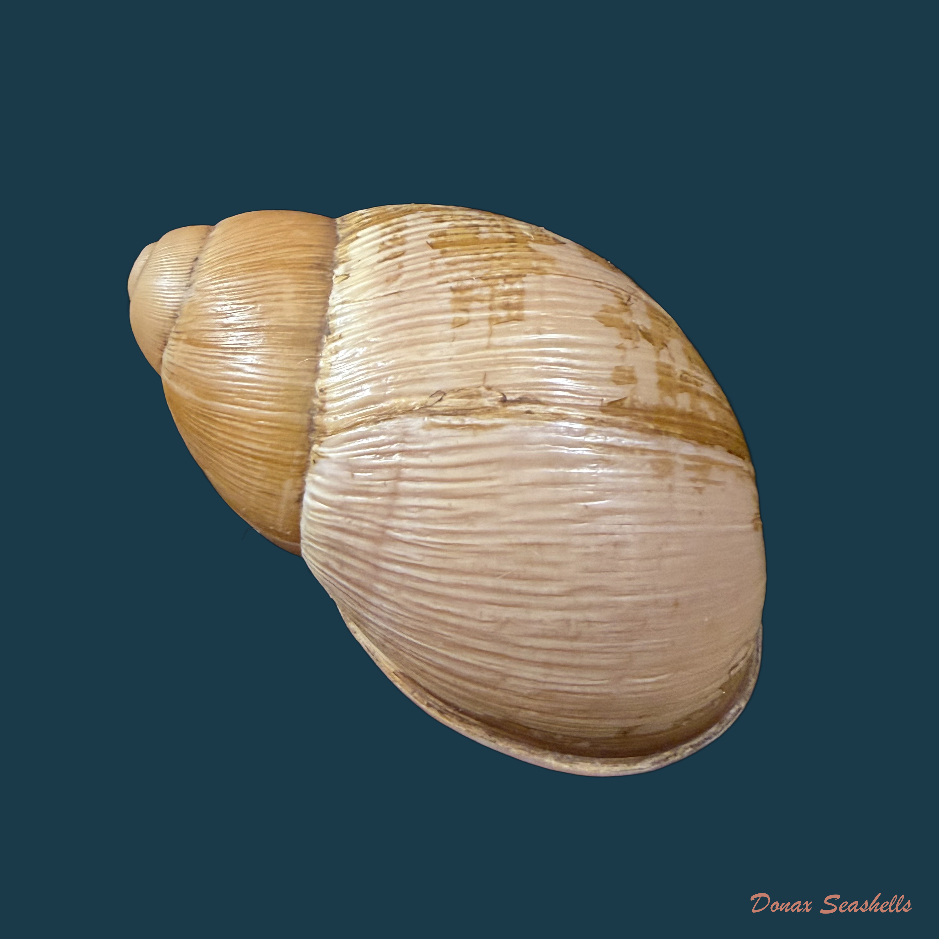 Megalobulimus capillaceus (L. Pfeiffer, 1855) - 61,2mm