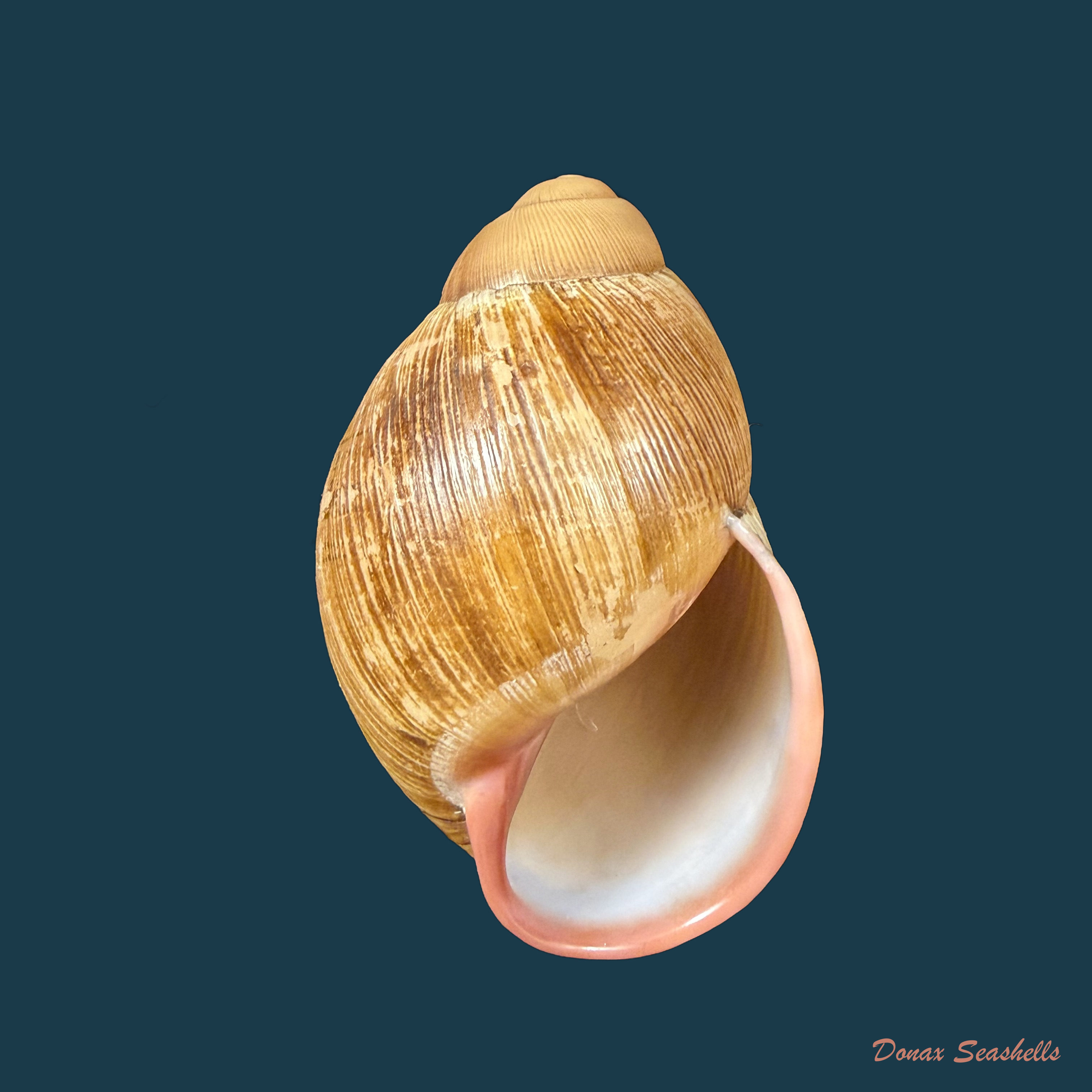 Megalobulimus capillaceus (L. Pfeiffer, 1855) - 61,2mm