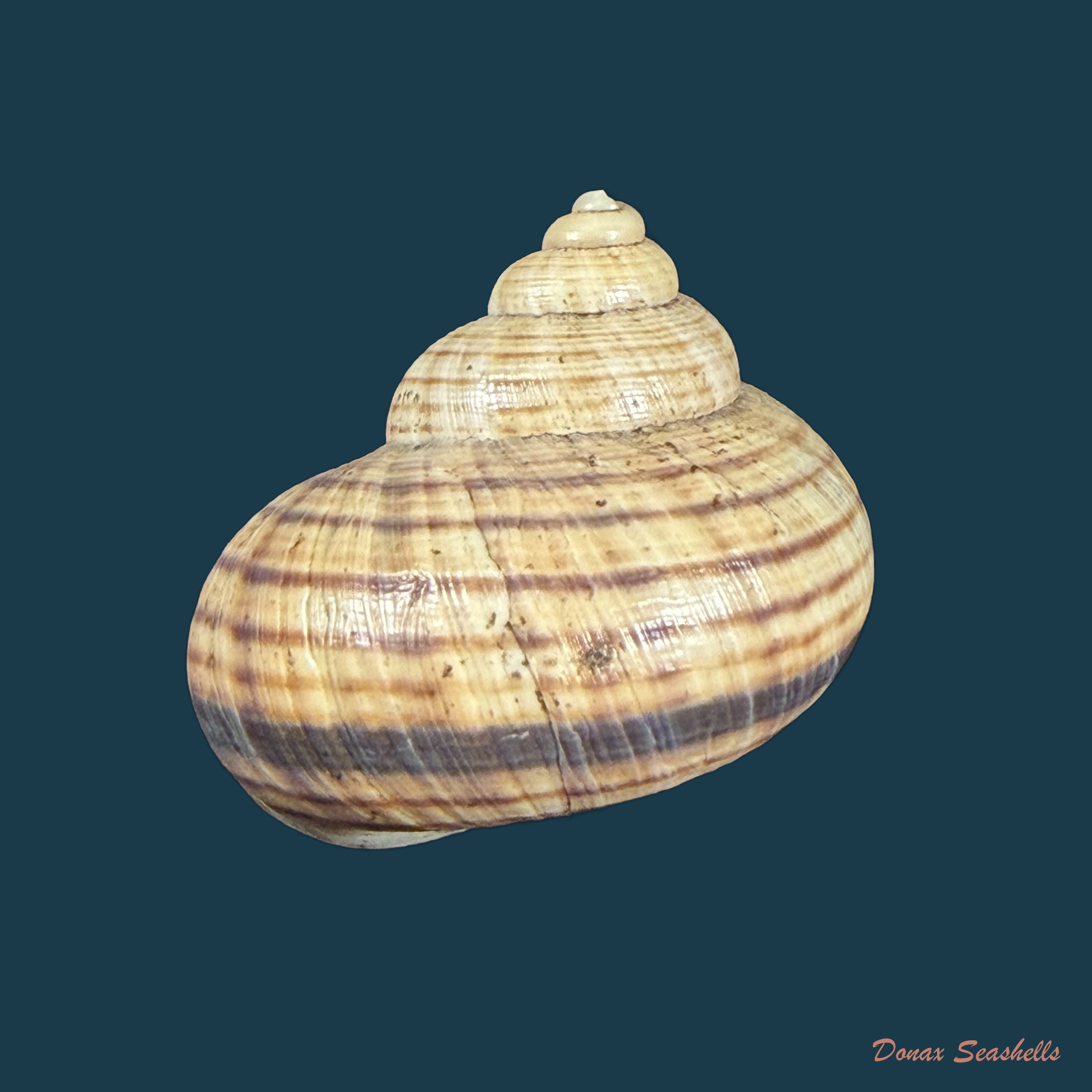 Tropidophora aspera (Potiez & Michaud, 1838) - 26,8mm