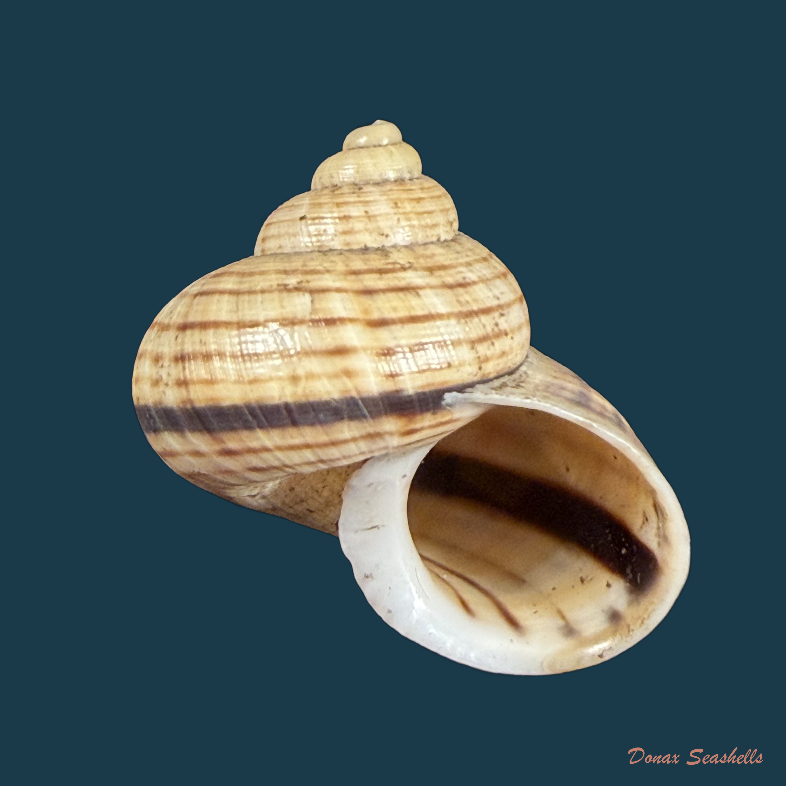 Tropidophora aspera (Potiez & Michaud, 1838) - 26,8mm