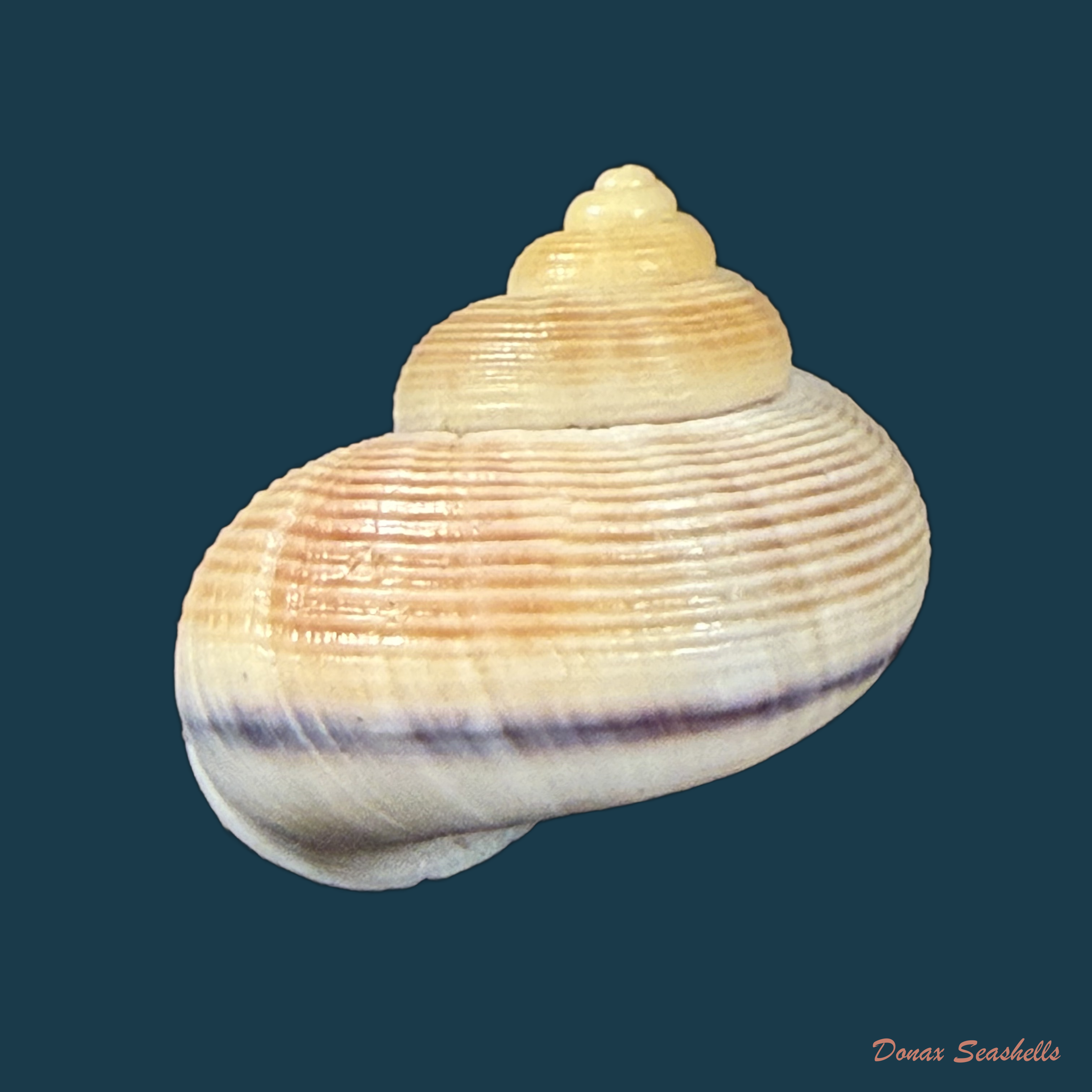 Tropidophora carnicolor Fulton, 1902 - 22,4mm