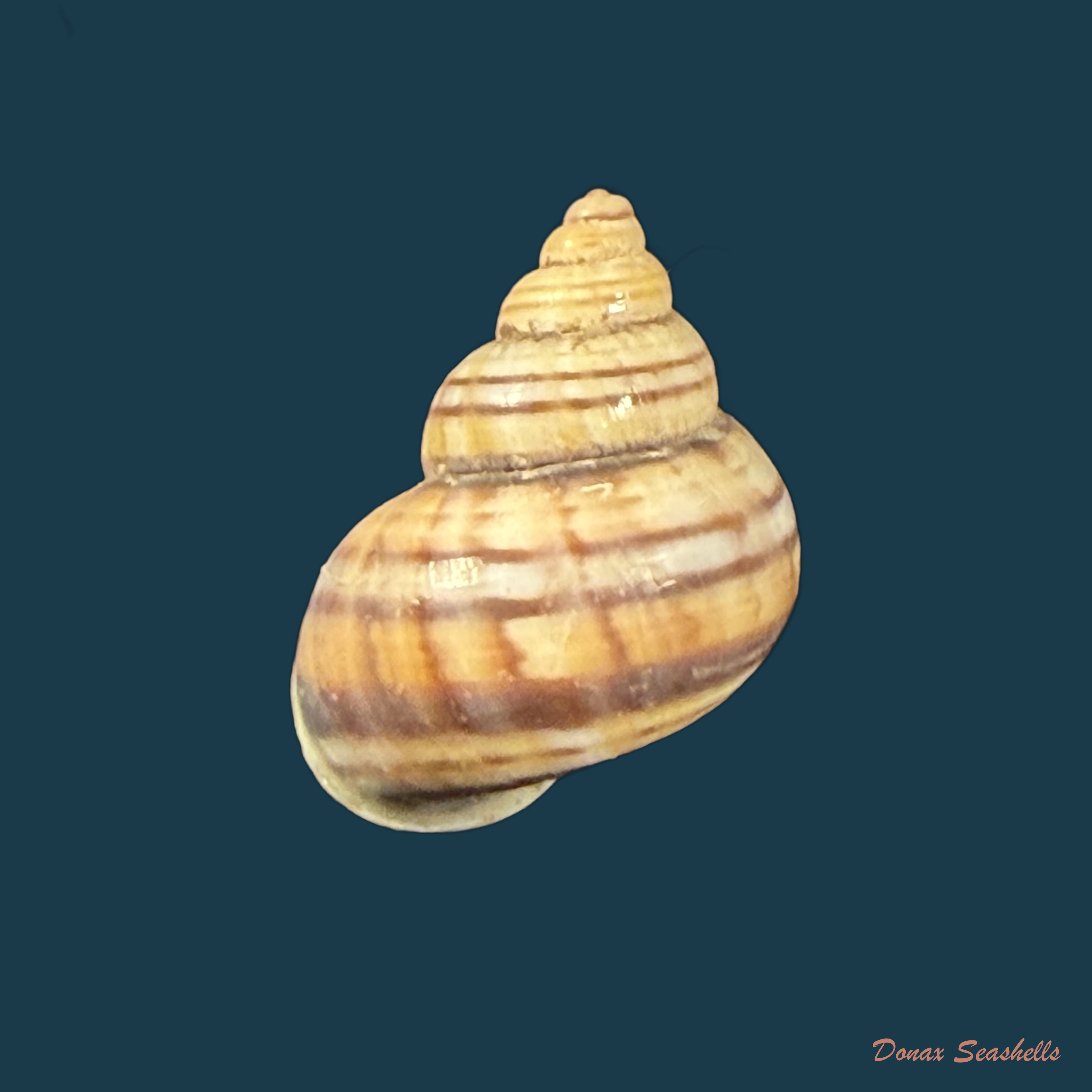 Tropidophora alluaudi (Dautzenberg, 1894) - 17,4mm