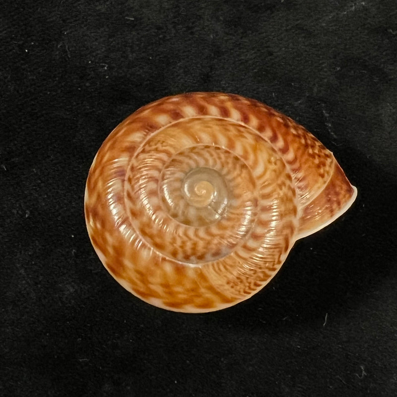 Solaropsis fairchild Bequaert & Clench, 1938 - 38,6mm