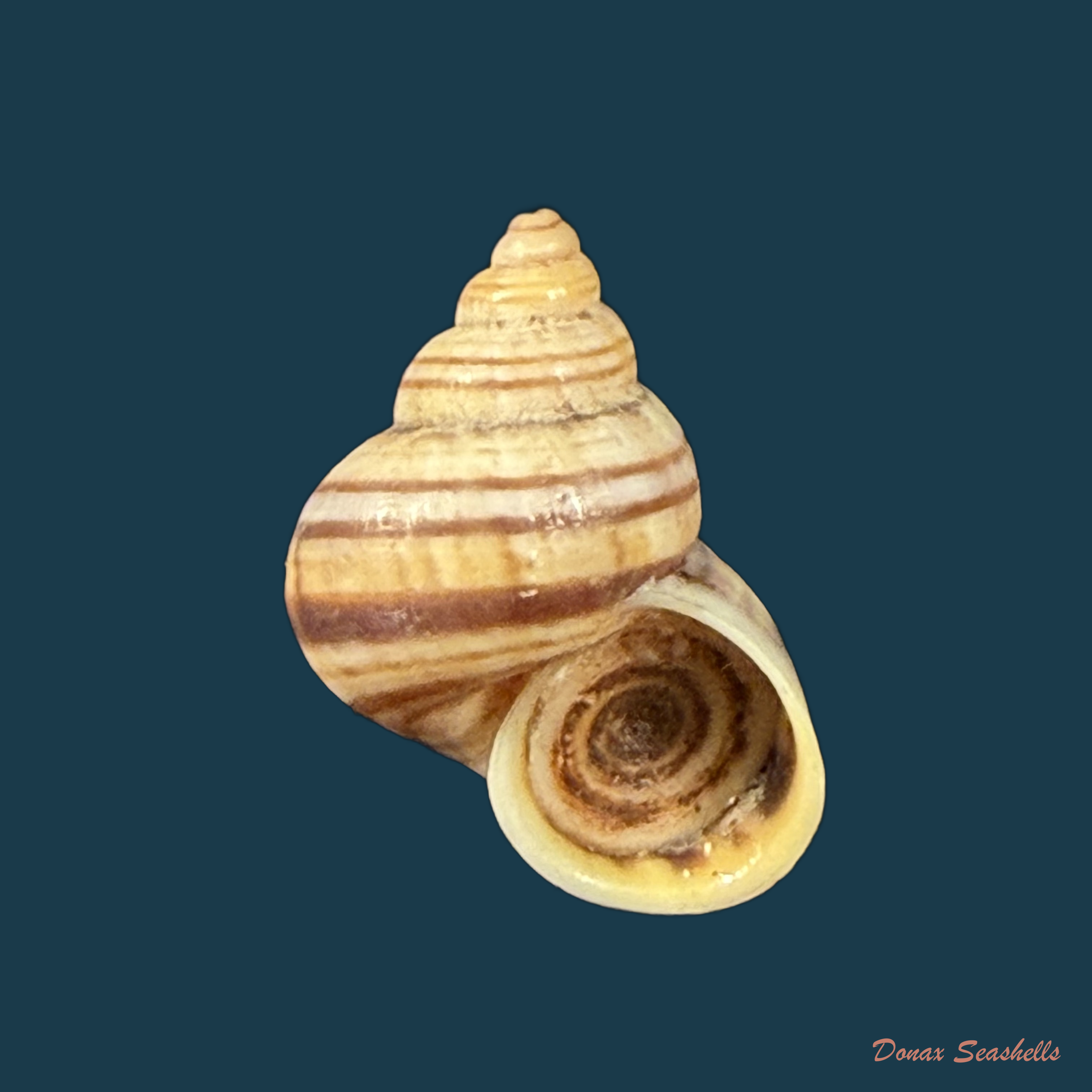 Tropidophora alluaudi (Dautzenberg, 1894) - 17,4mm