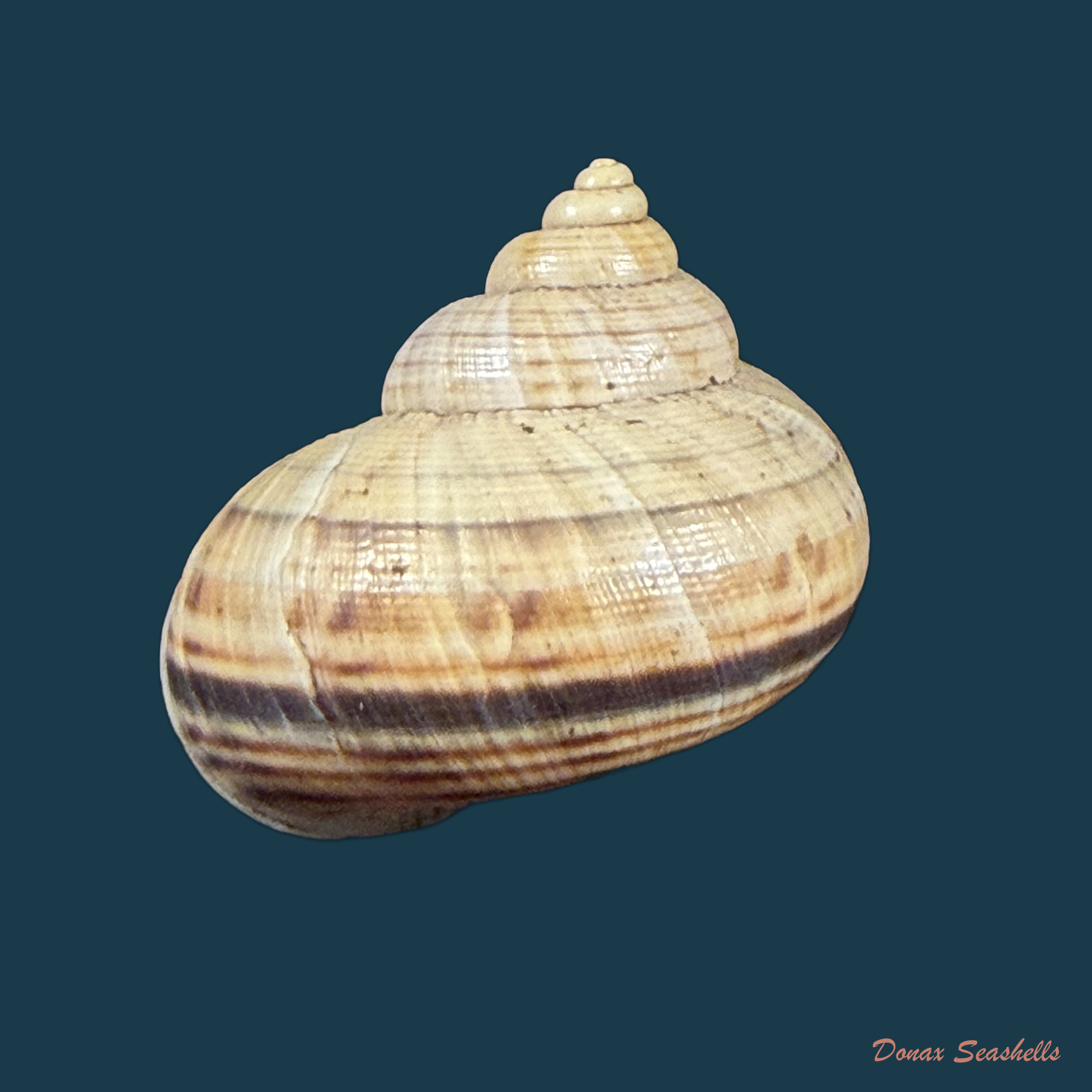 Tropidophora aspera (Potiez & Michaud, 1838) - 27,5mm