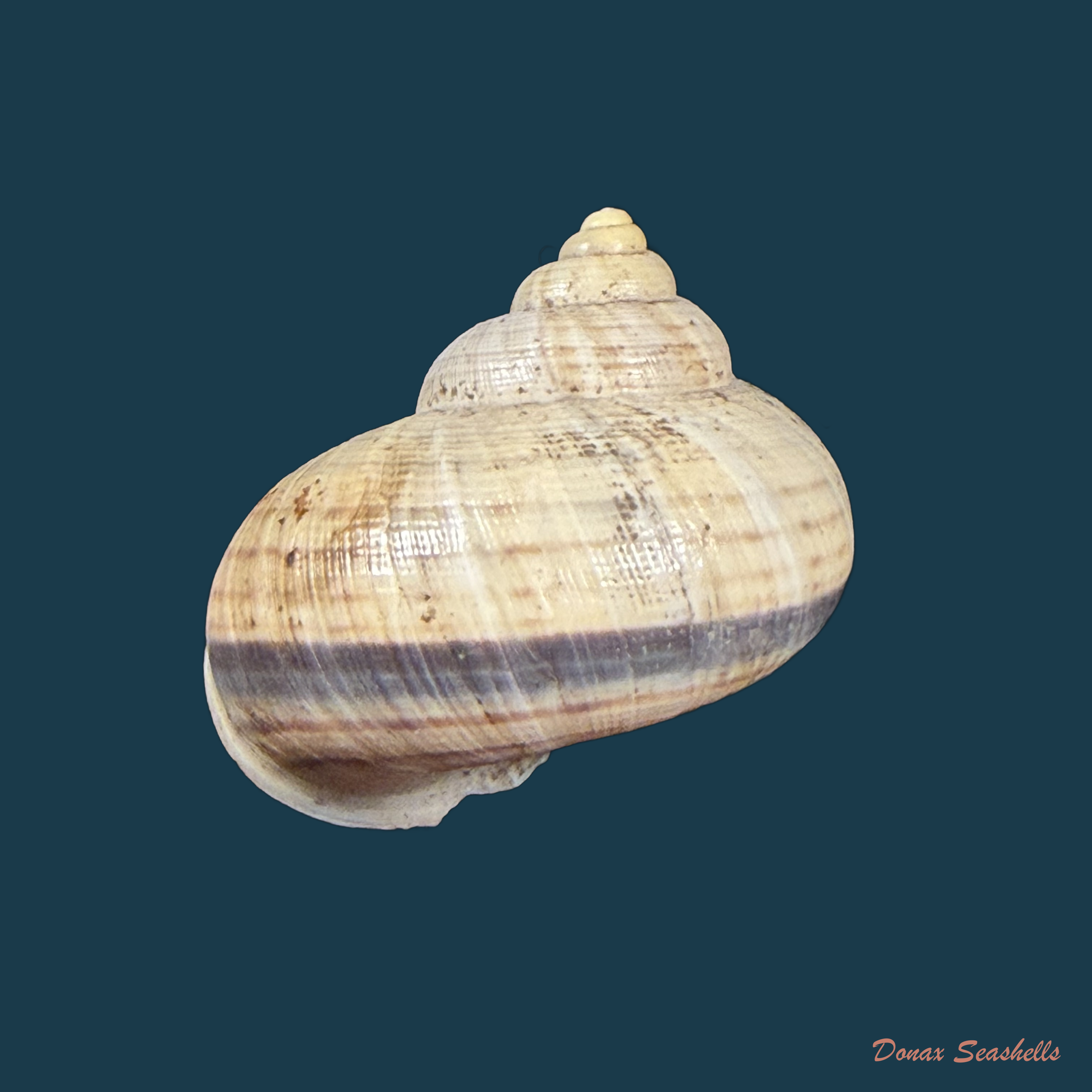 Tropidophora aspera (Potiez & Michaud, 1838) - 27,3mm