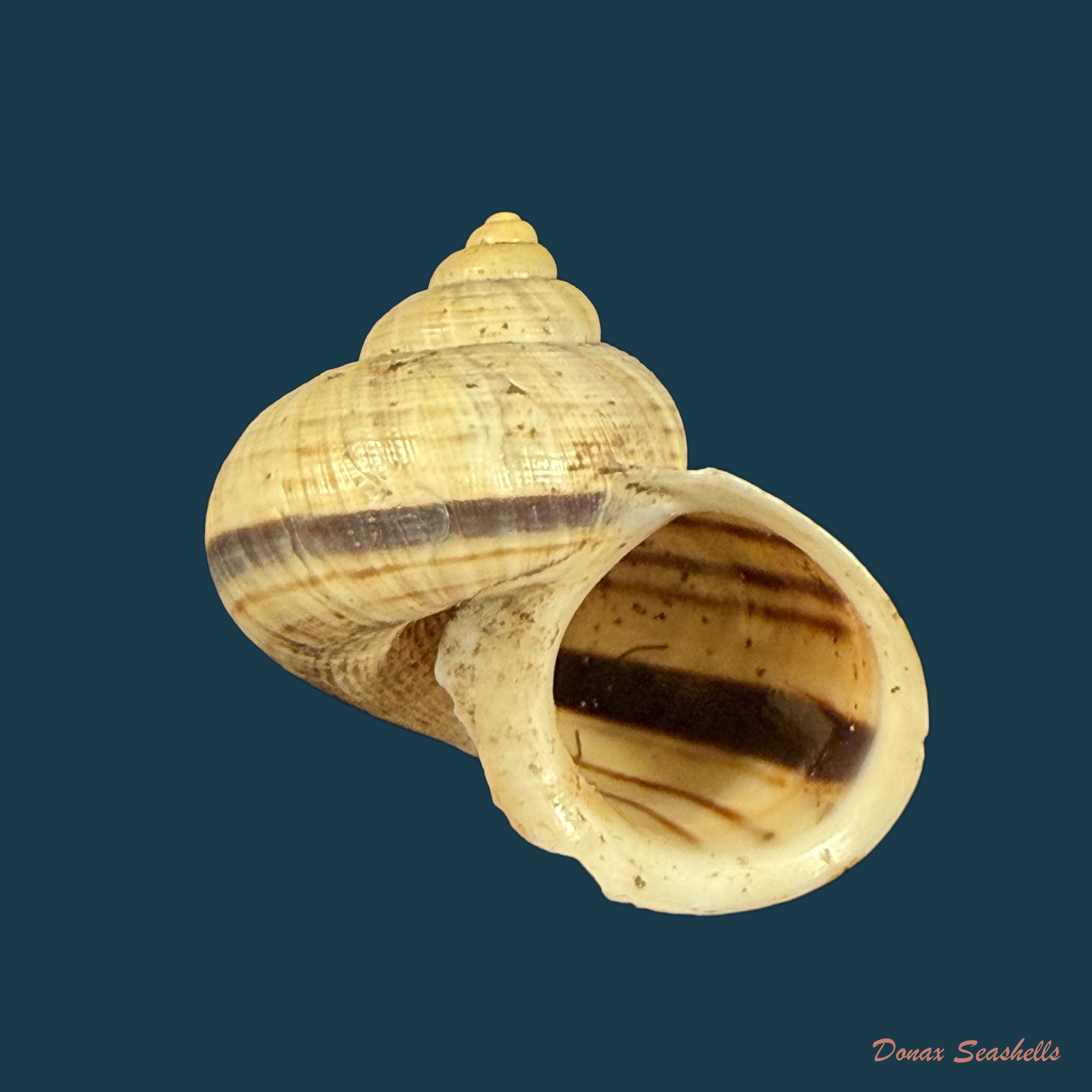 Tropidophora aspera (Potiez & Michaud, 1838) - 27,3mm