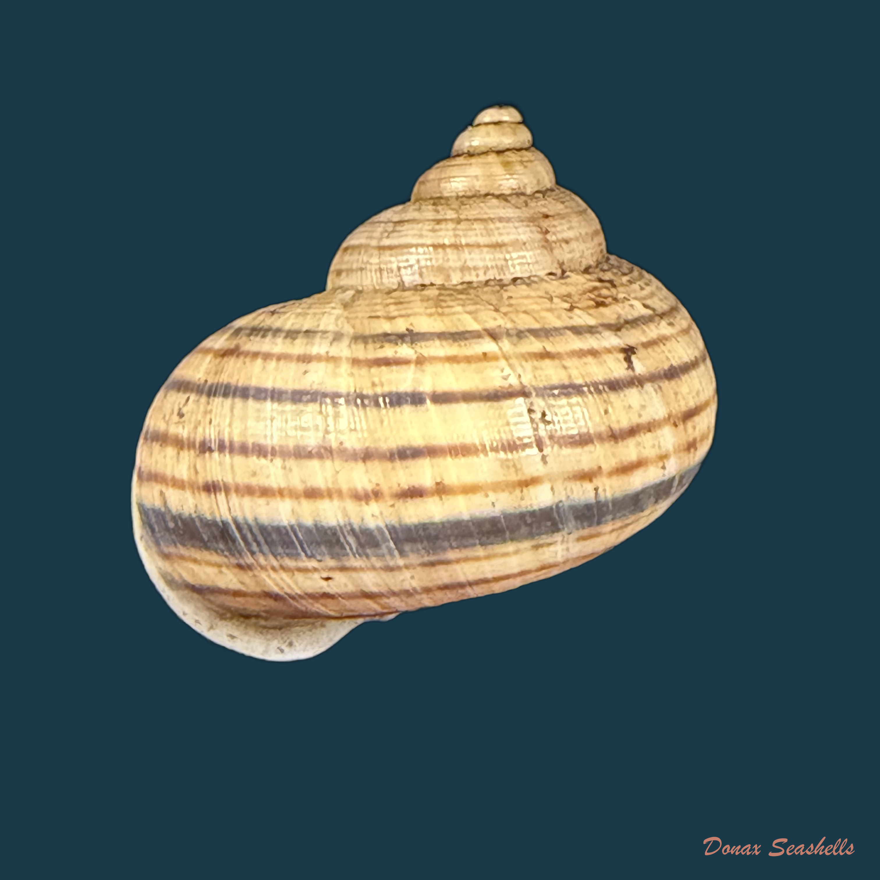 Tropidophora aspera (Potiez & Michaud, 1838) - 29,1mm