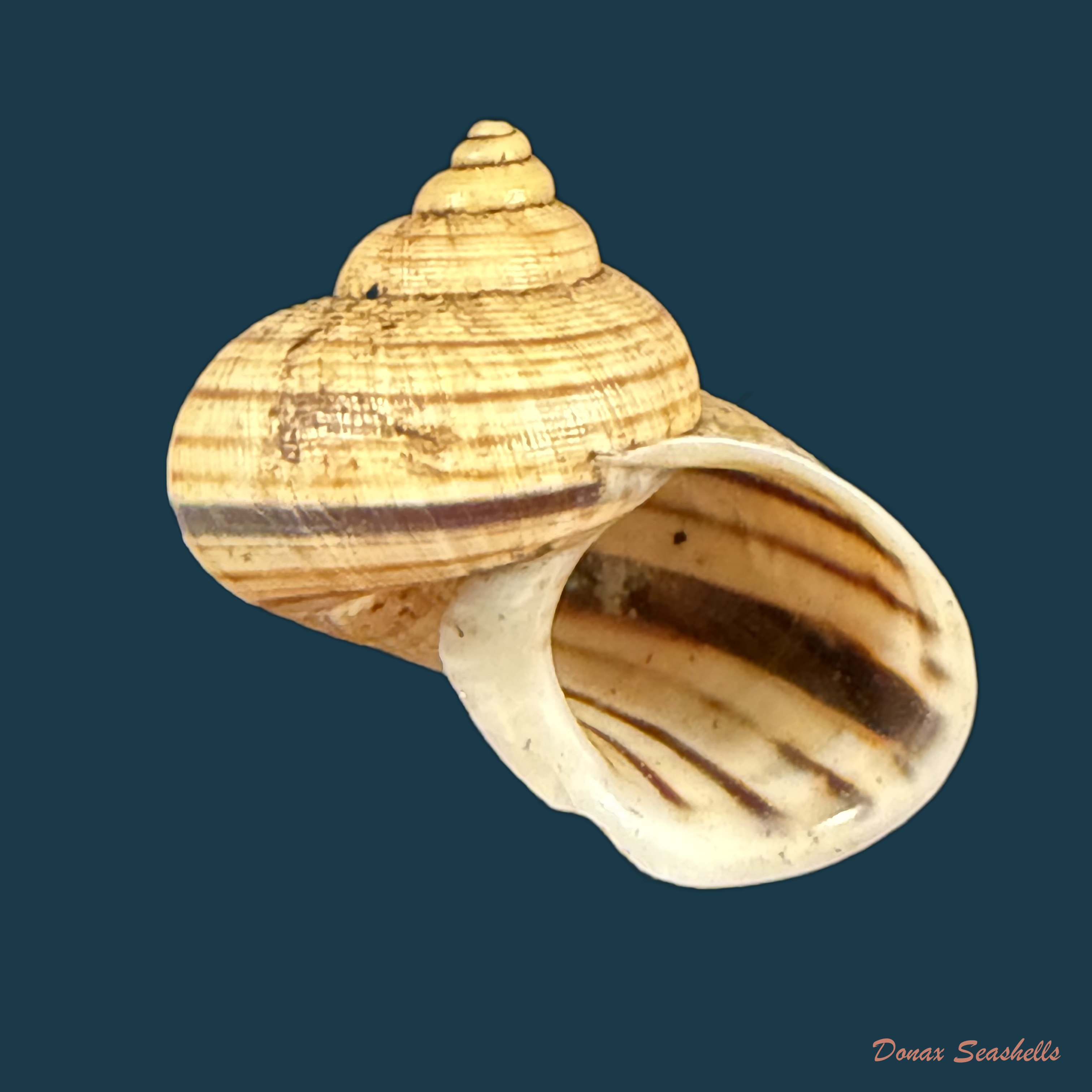 Tropidophora aspera (Potiez & Michaud, 1838) - 29,1mm