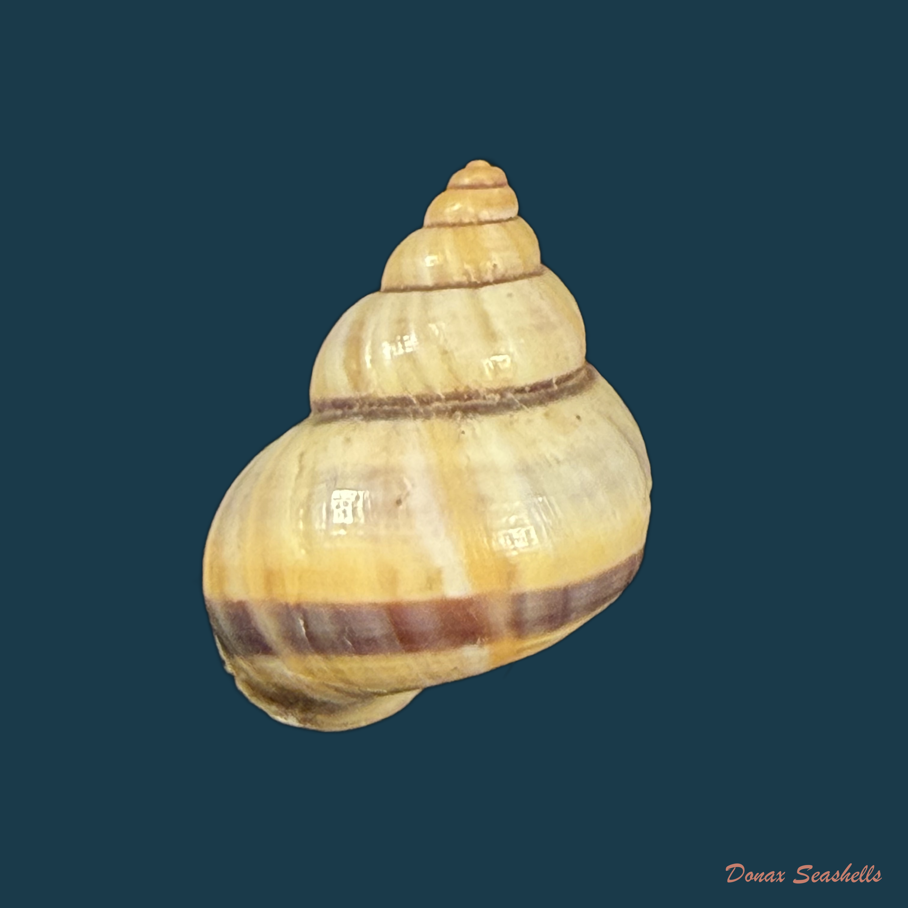 Tropidophora alluaudi (Dautzenberg, 1894) - 19,2mm