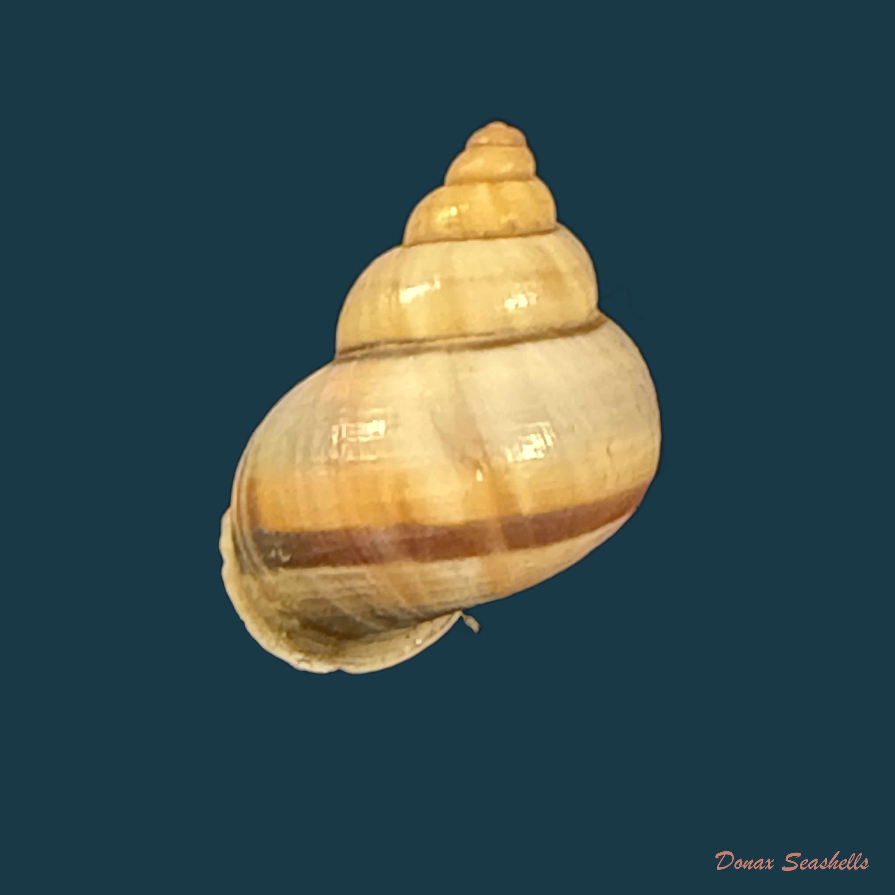 Tropidophora alluaudi (Dautzenberg, 1894) - 17,7mm