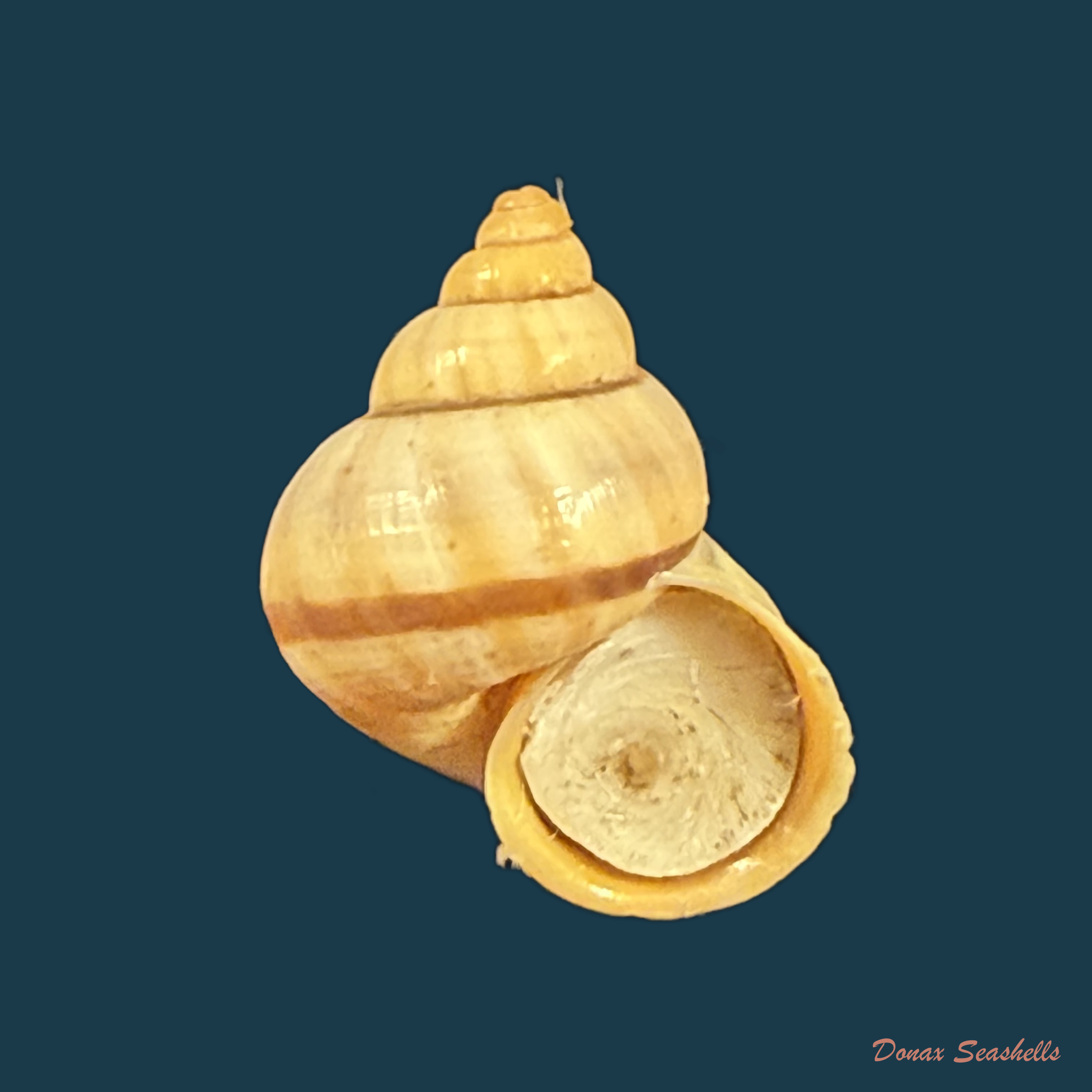 Tropidophora alluaudi (Dautzenberg, 1894) - 17,7mm