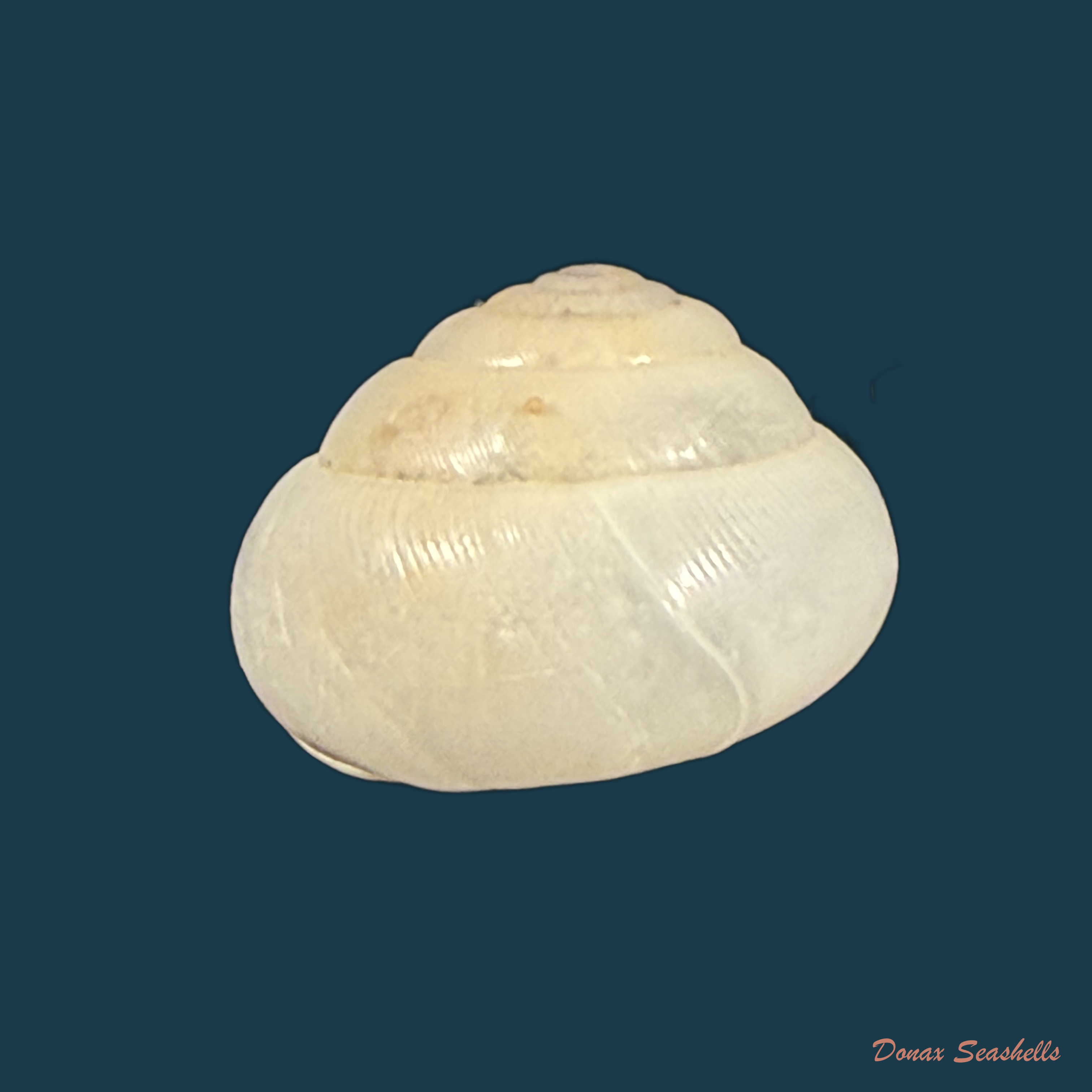 Streptaxis giovannalimae (M. A. Lima & T. Cossignani, 2021) - 17mm