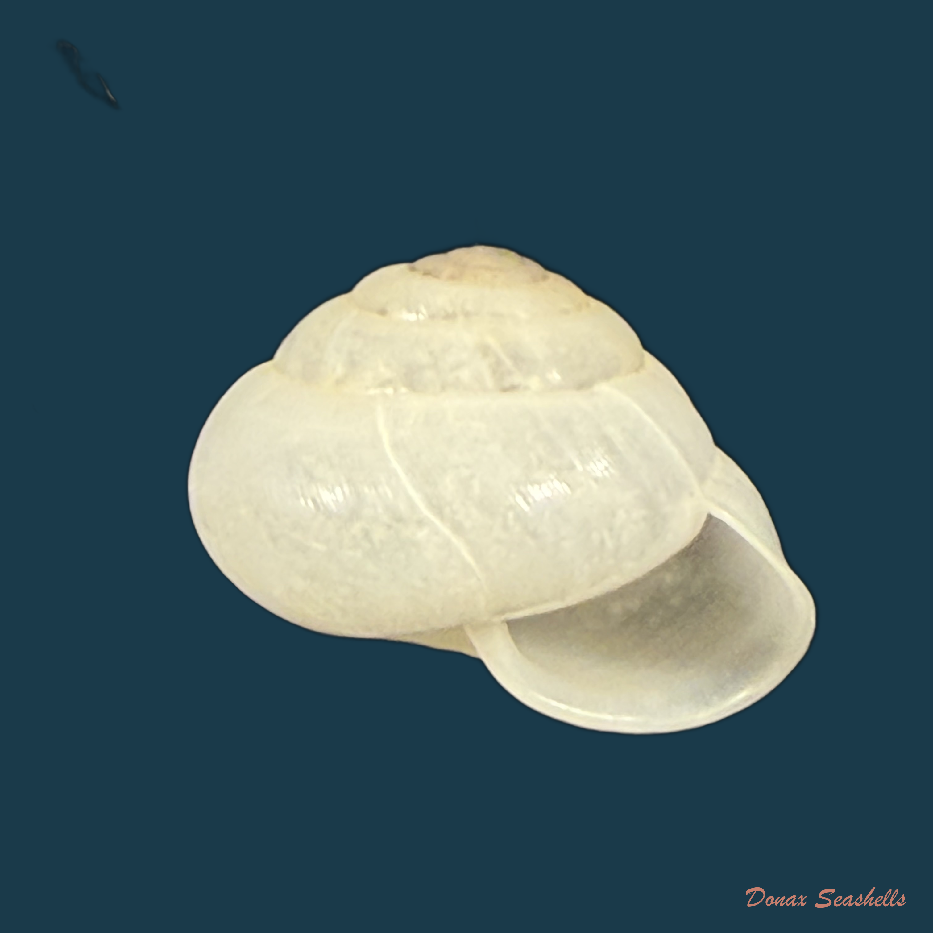 Streptaxis giovannalimae (M. A. Lima & T. Cossignani, 2021) - 17mm