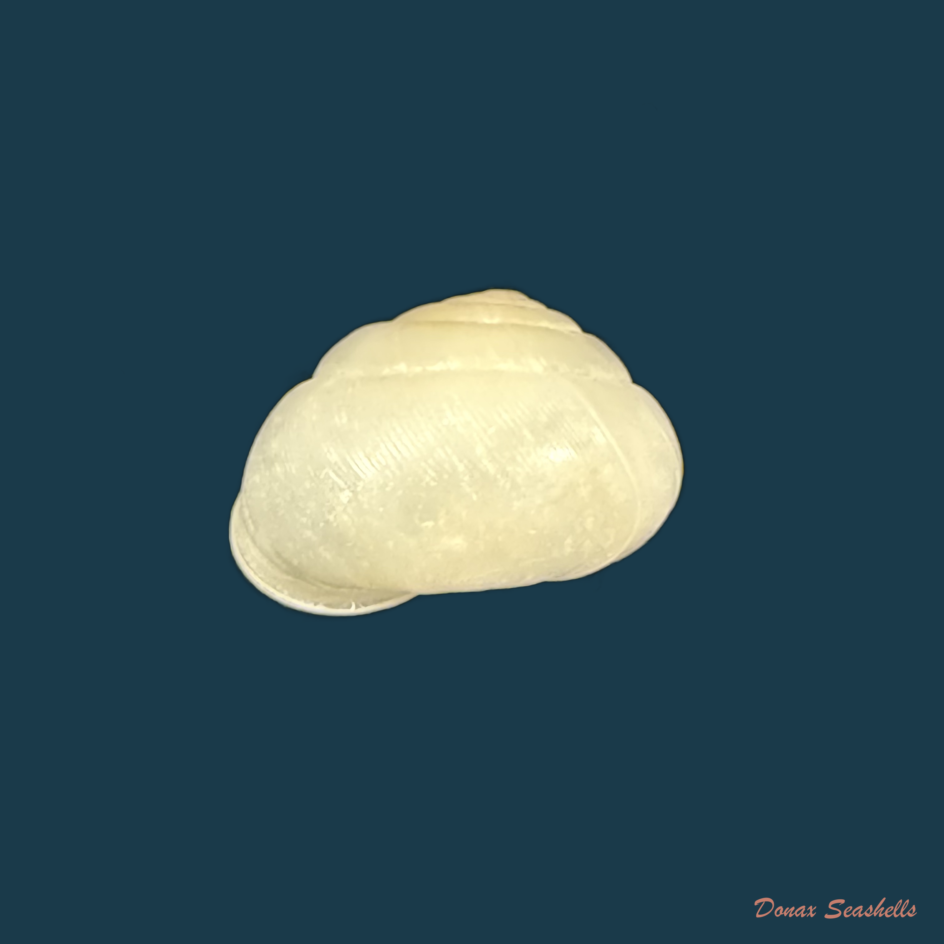 Streptaxis giovannalimae (M. A. Lima & T. Cossignani, 2021) - 17,3mm
