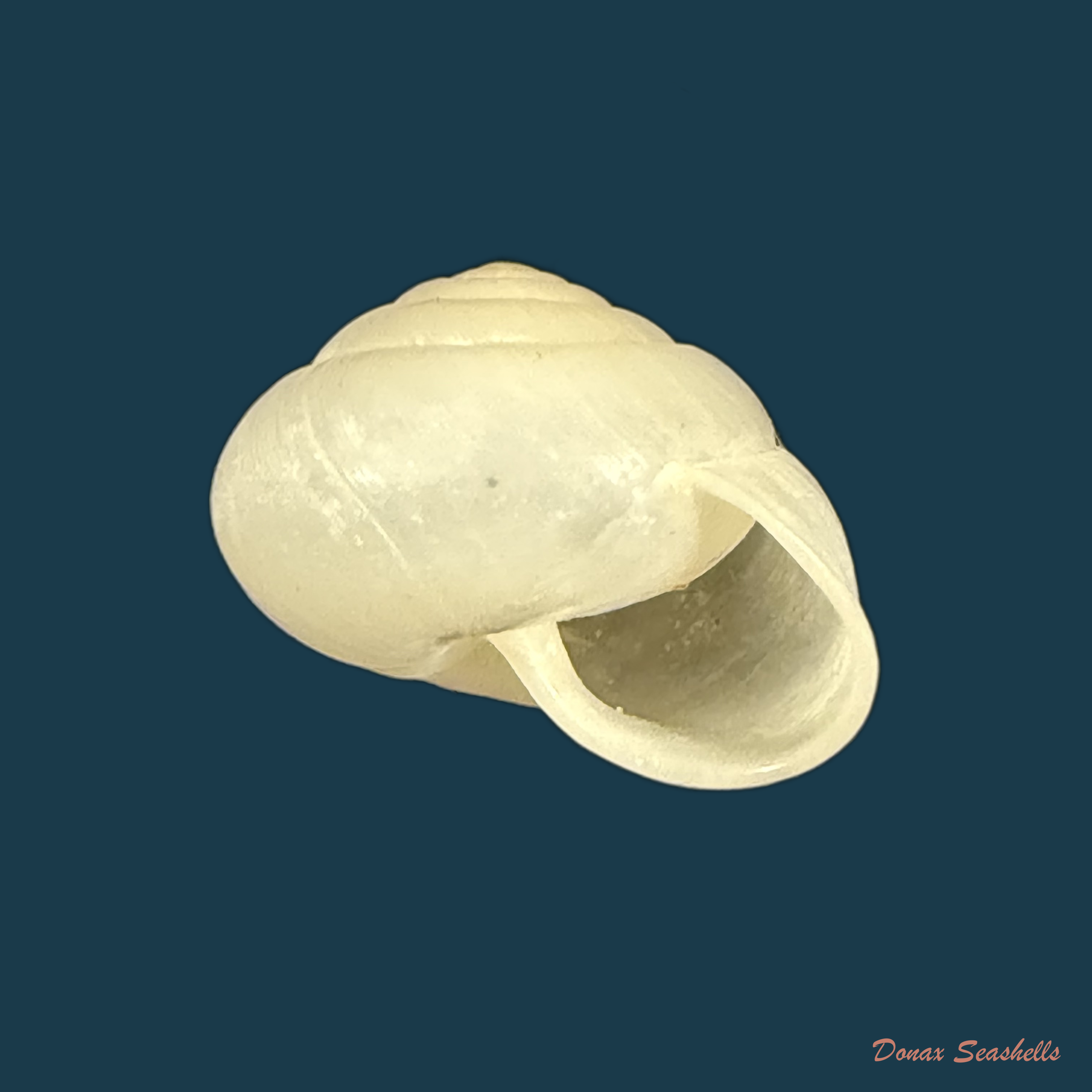 Streptaxis giovannalimae (M. A. Lima & T. Cossignani, 2021) - 17,3mm