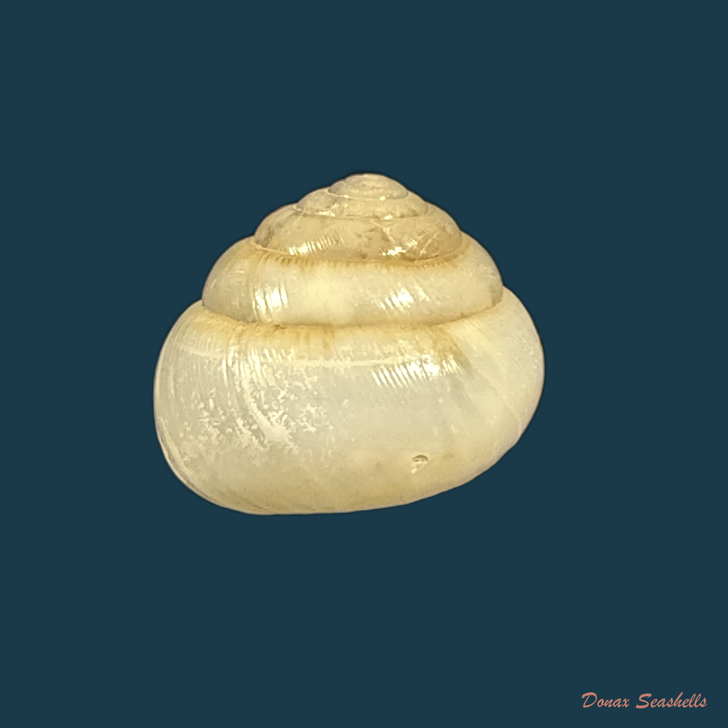 Streptaxis giovannalimae (M. A. Lima & T. Cossignani, 2021) - 19,2mm