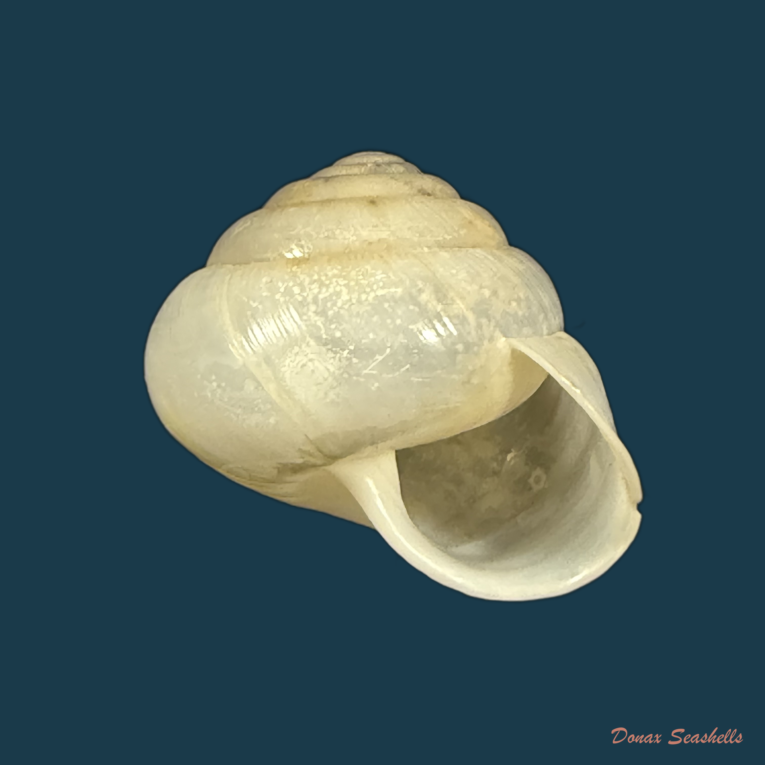 Streptaxis giovannalimae (M. A. Lima & T. Cossignani, 2021) - 19,2mm