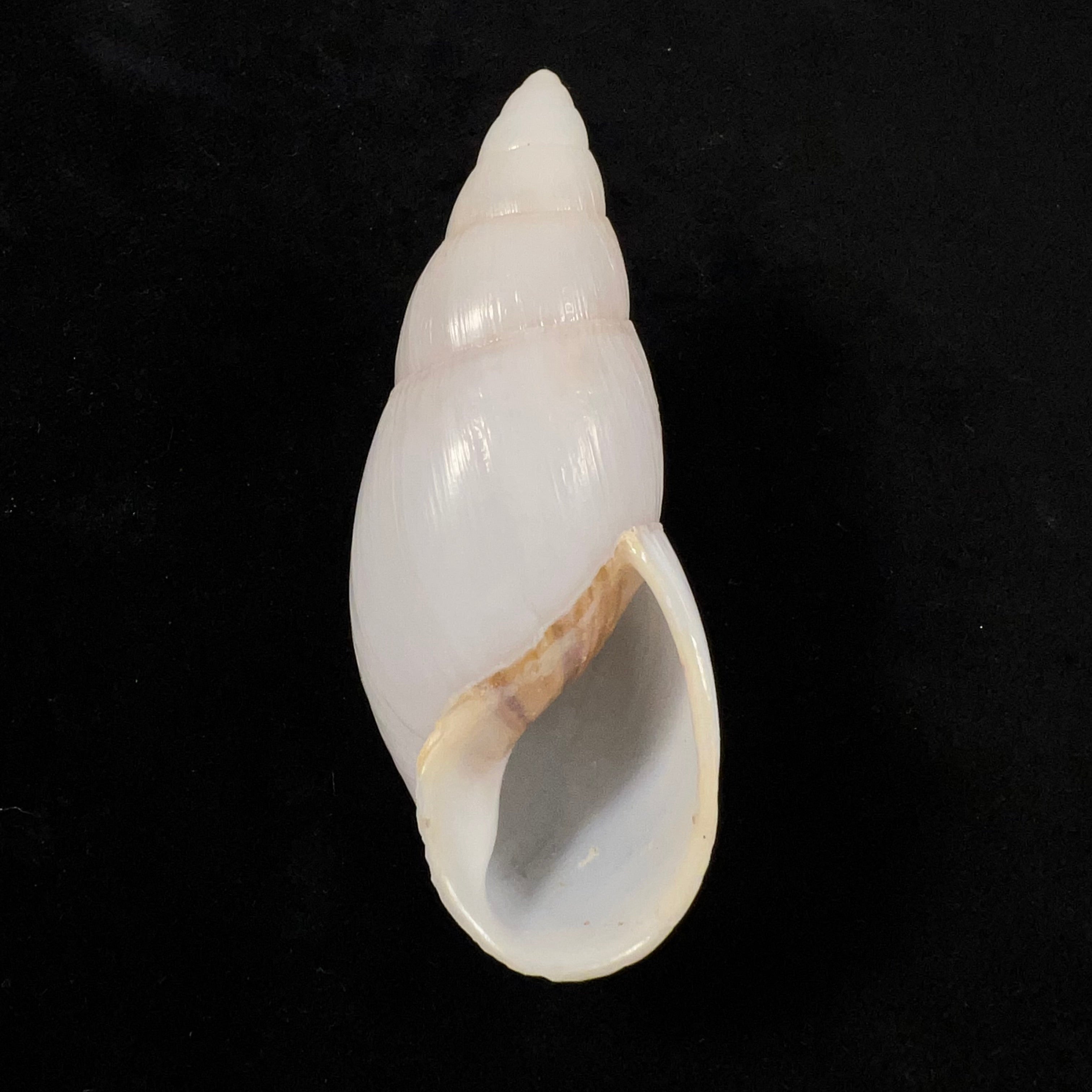 Clavator grandidieri (Crosse &amp; P. Fischer, 1868) - 89,5mm