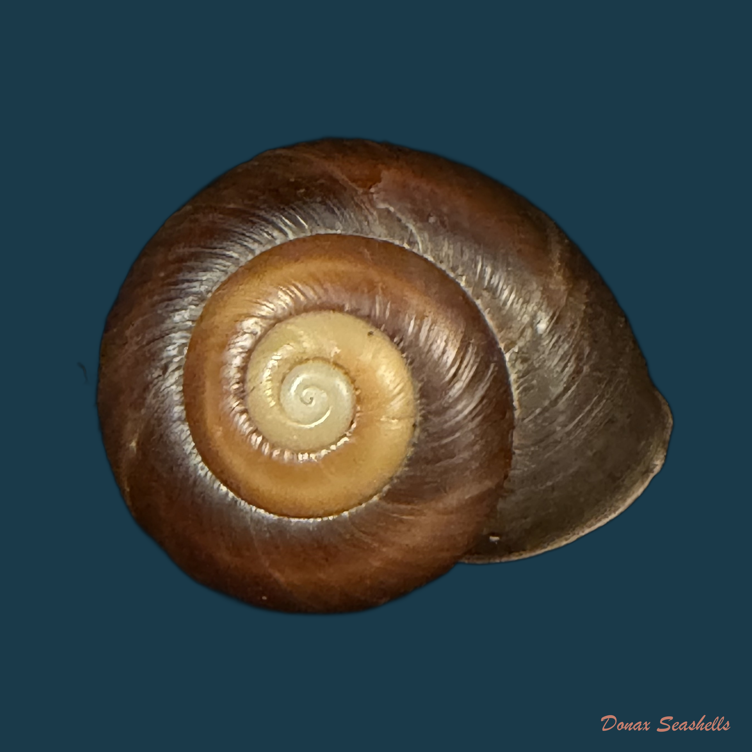 Ampelita dingeoni Fischer-Piette, F. Blanc & Salvat, 1975 - 35,8mm