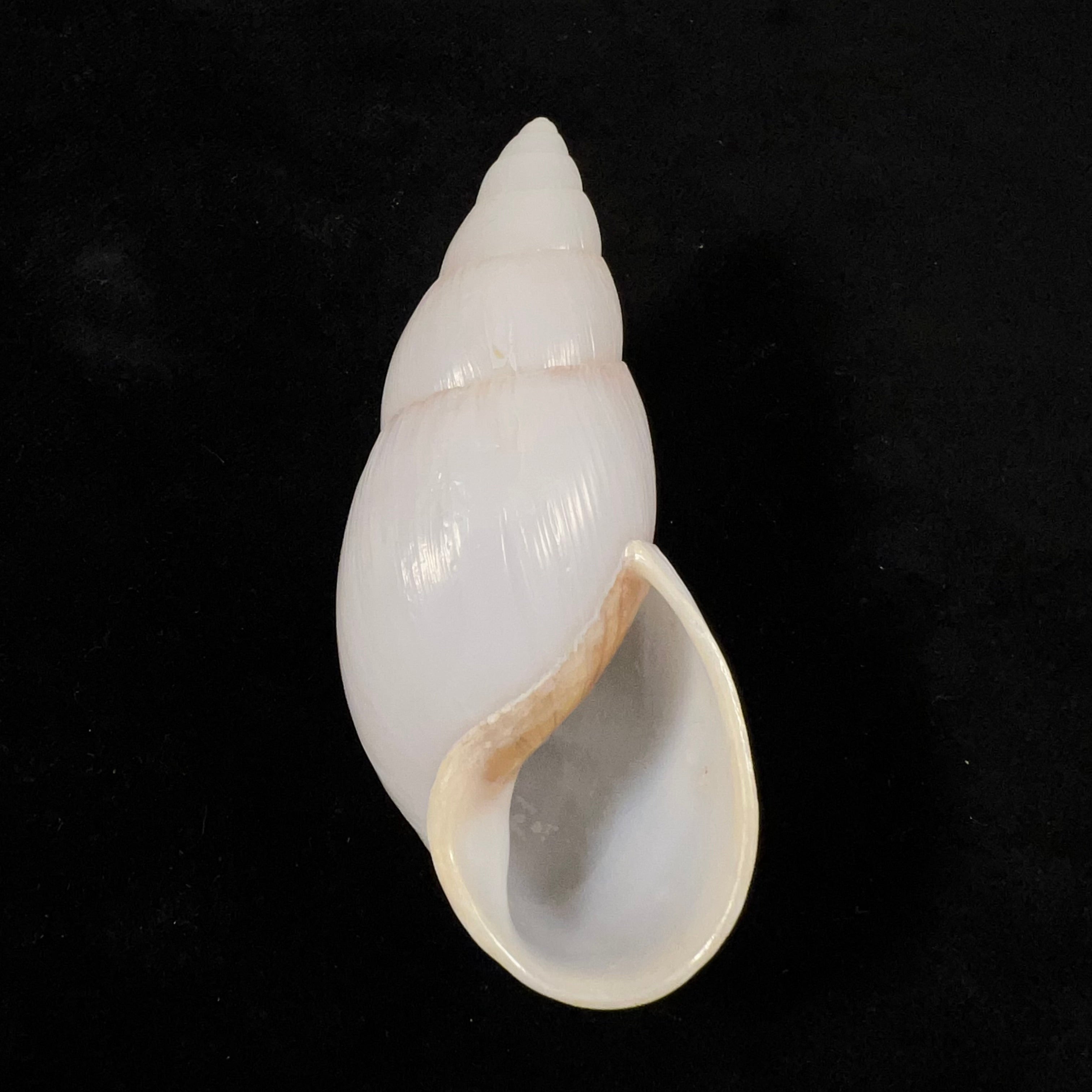 Clavator grandidieri (Crosse &amp; P. Fischer, 1868) - 86,1mm
