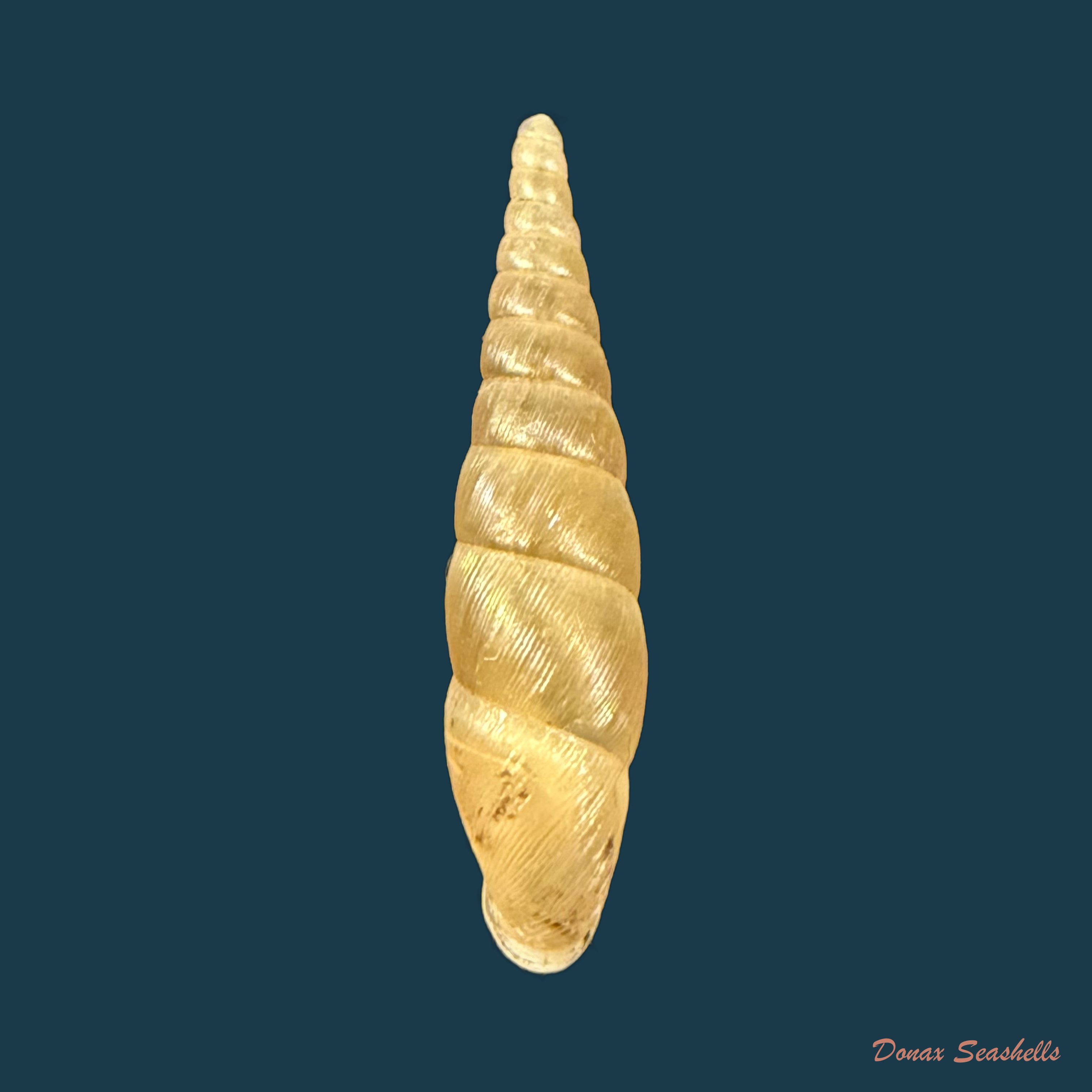 Stereophaedusa japonica (Crosse, 1871) - 27,1mm