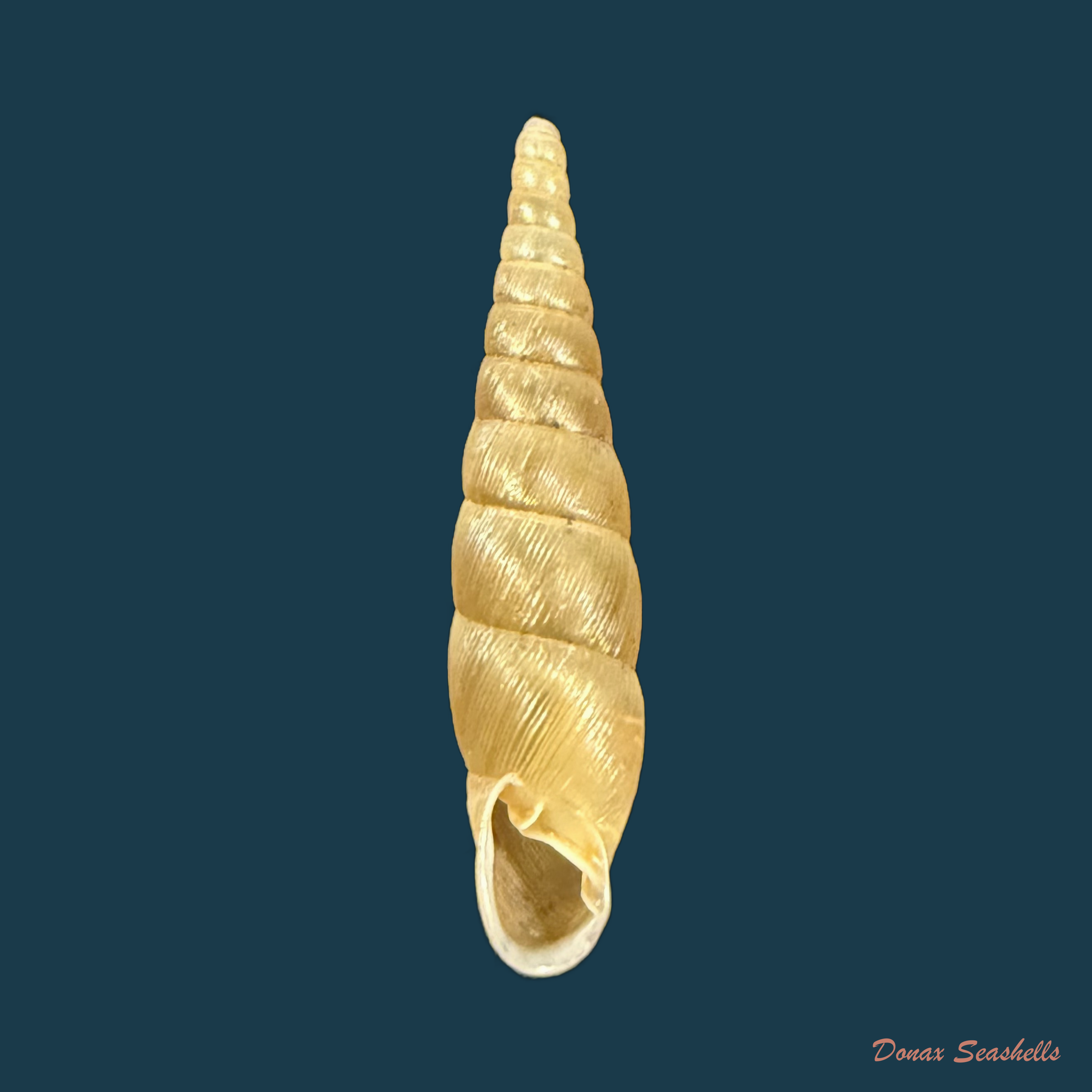 Stereophaedusa japonica (Crosse, 1871) - 27,1mm