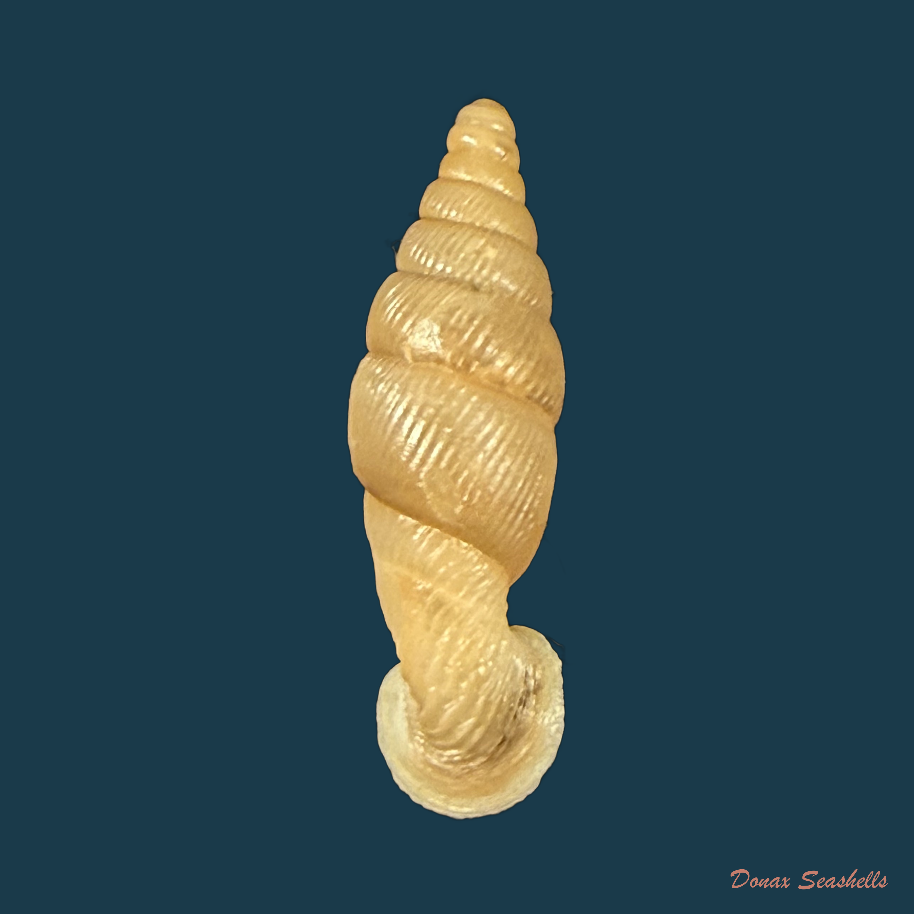Grandinenia gastrum (H. Nordsieck, 2005) - 22,4mm