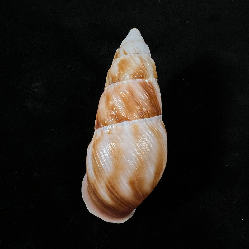 Pseudachatina dennisoni (Pfeiffer, 1947) - 82,6mm