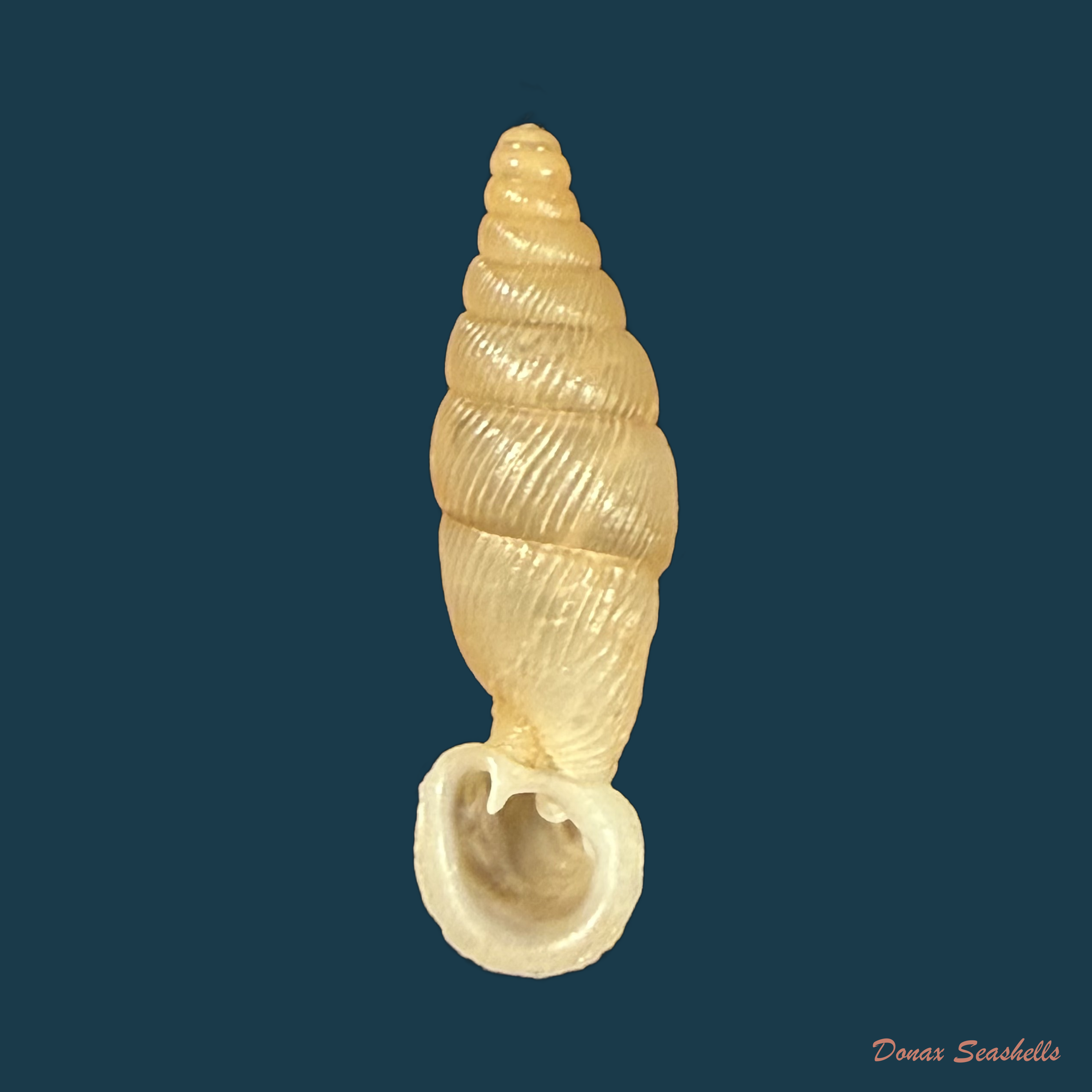 Grandinenia gastrum (H. Nordsieck, 2005) - 22,4mm