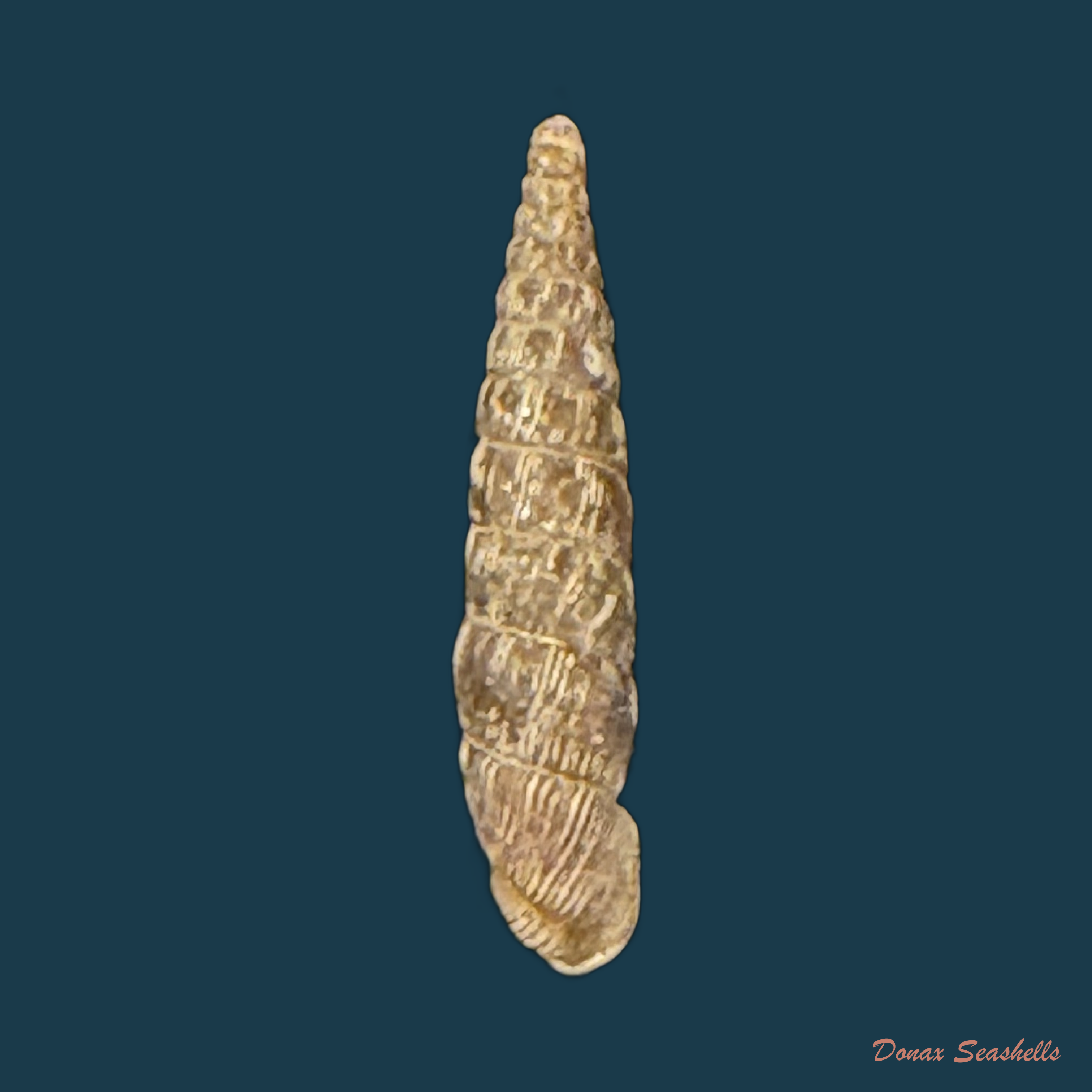Clausilia rugosa (Draparnaud, 1801) - 11,4mm