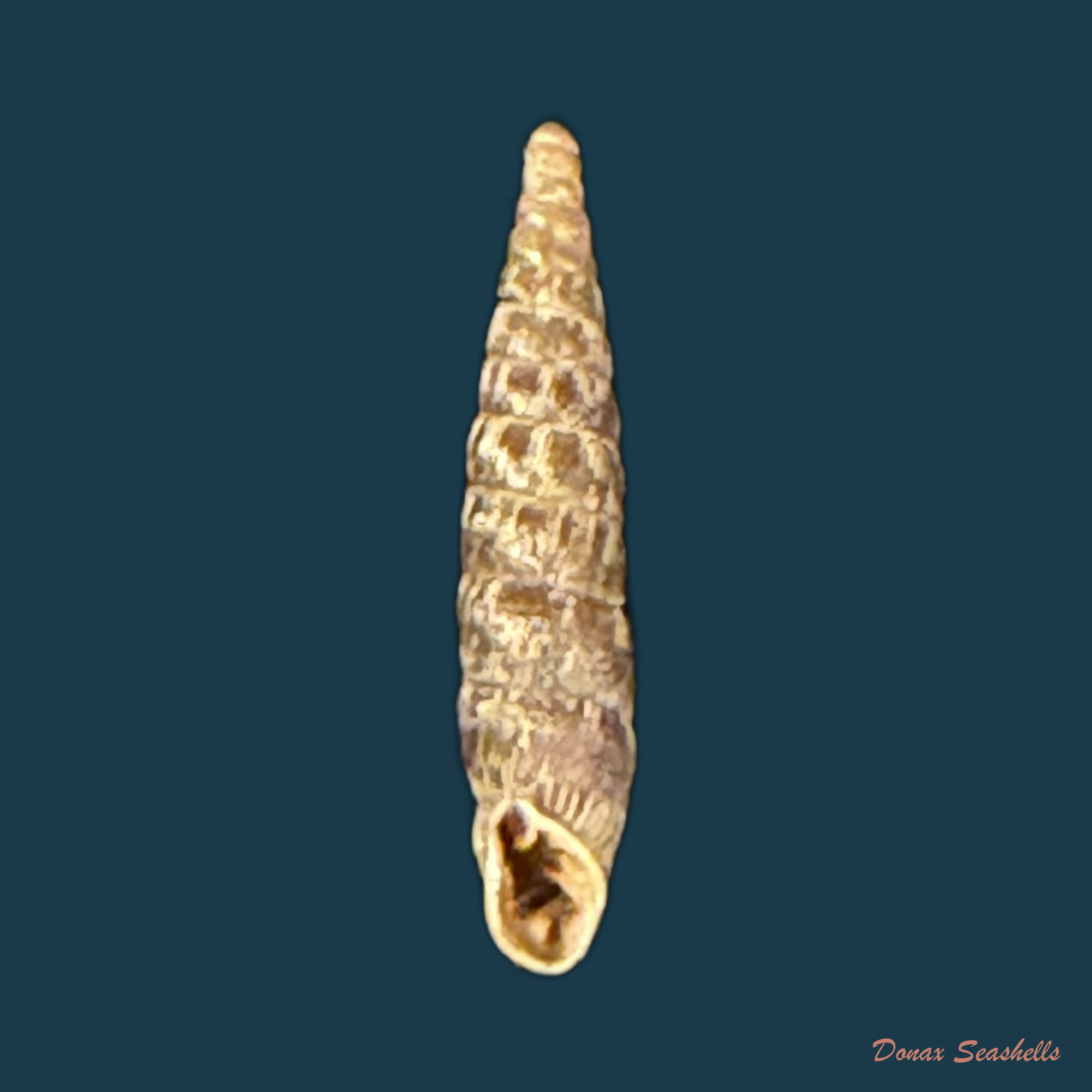 Clausilia rugosa (Draparnaud, 1801) - 11,4mm