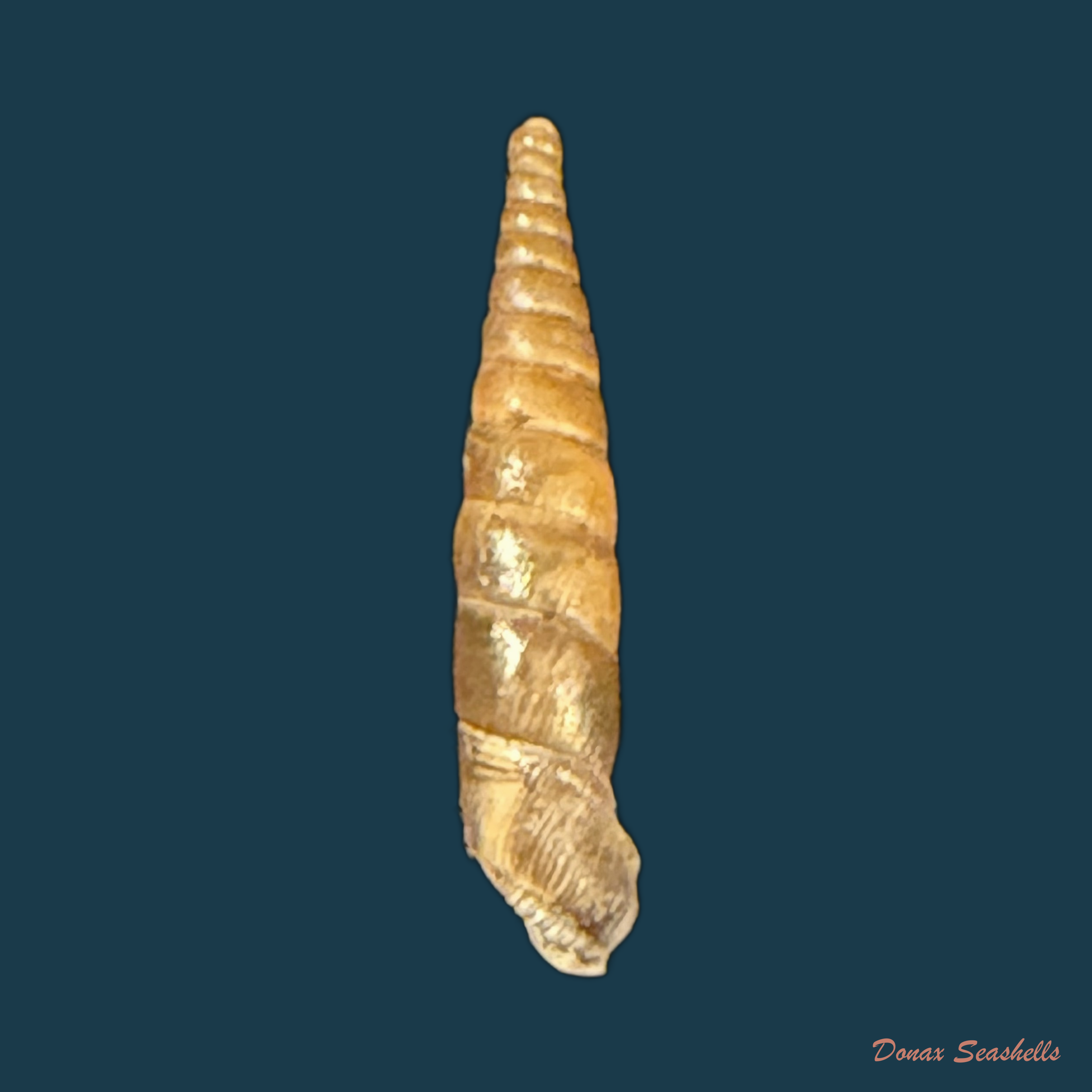 Armenica brunnea (Rossmassler, 1839) - 19mm