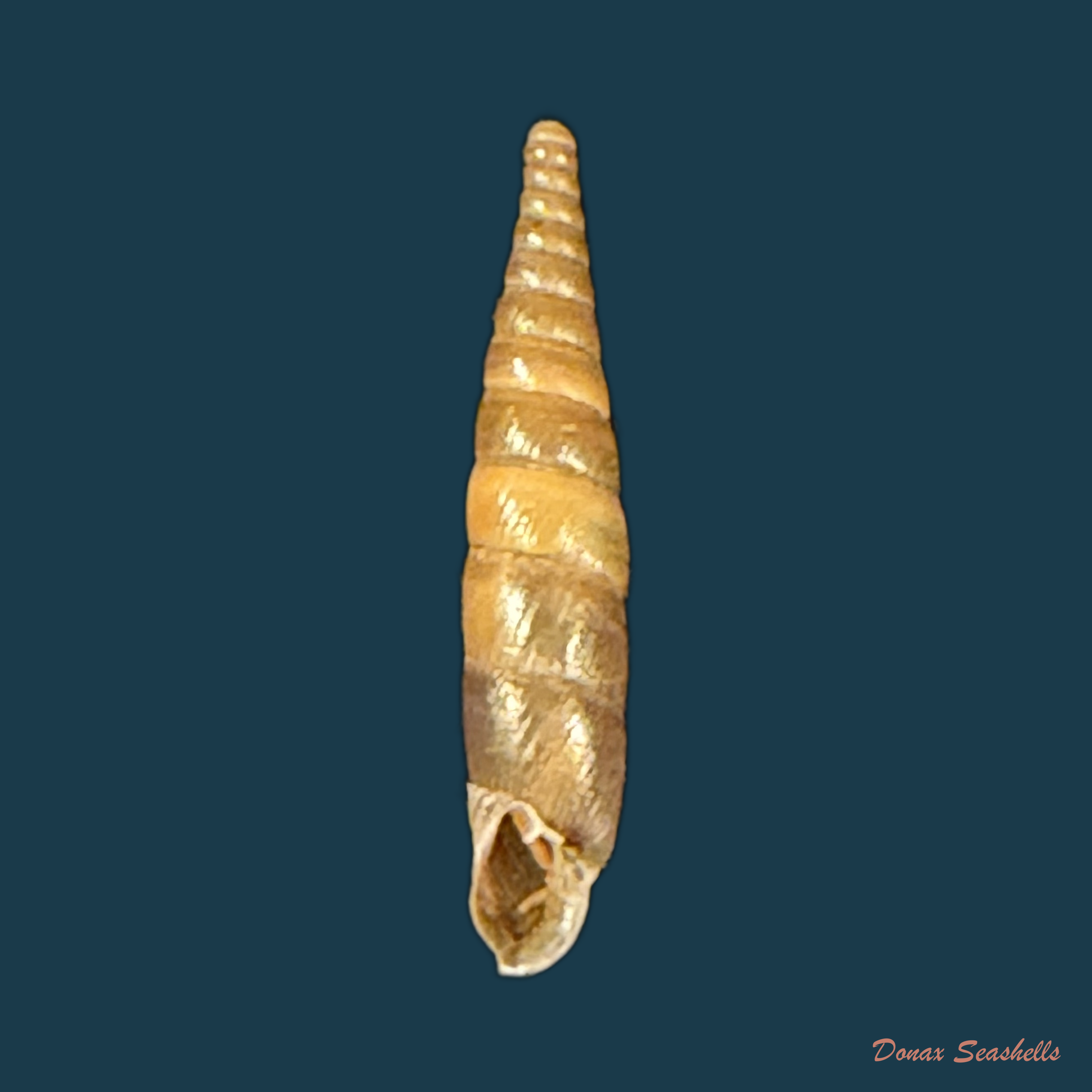 Armenica brunnea (Rossmassler, 1839) - 19mm
