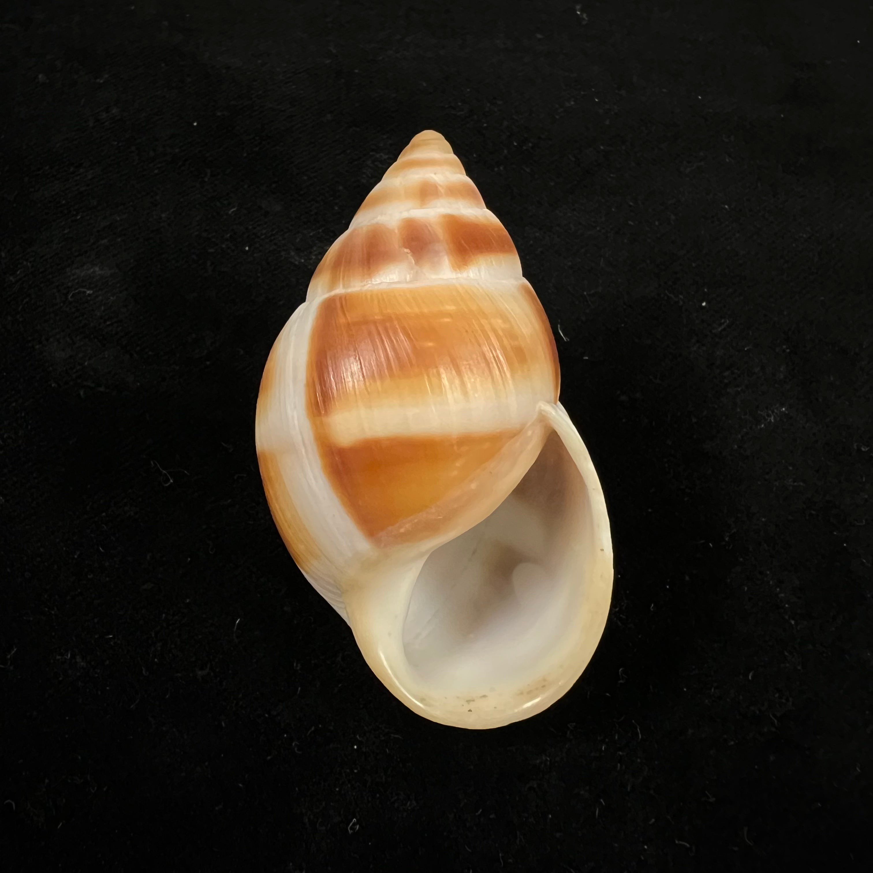 Leucotaenius favannii (拉马克, 1822) - 56mm