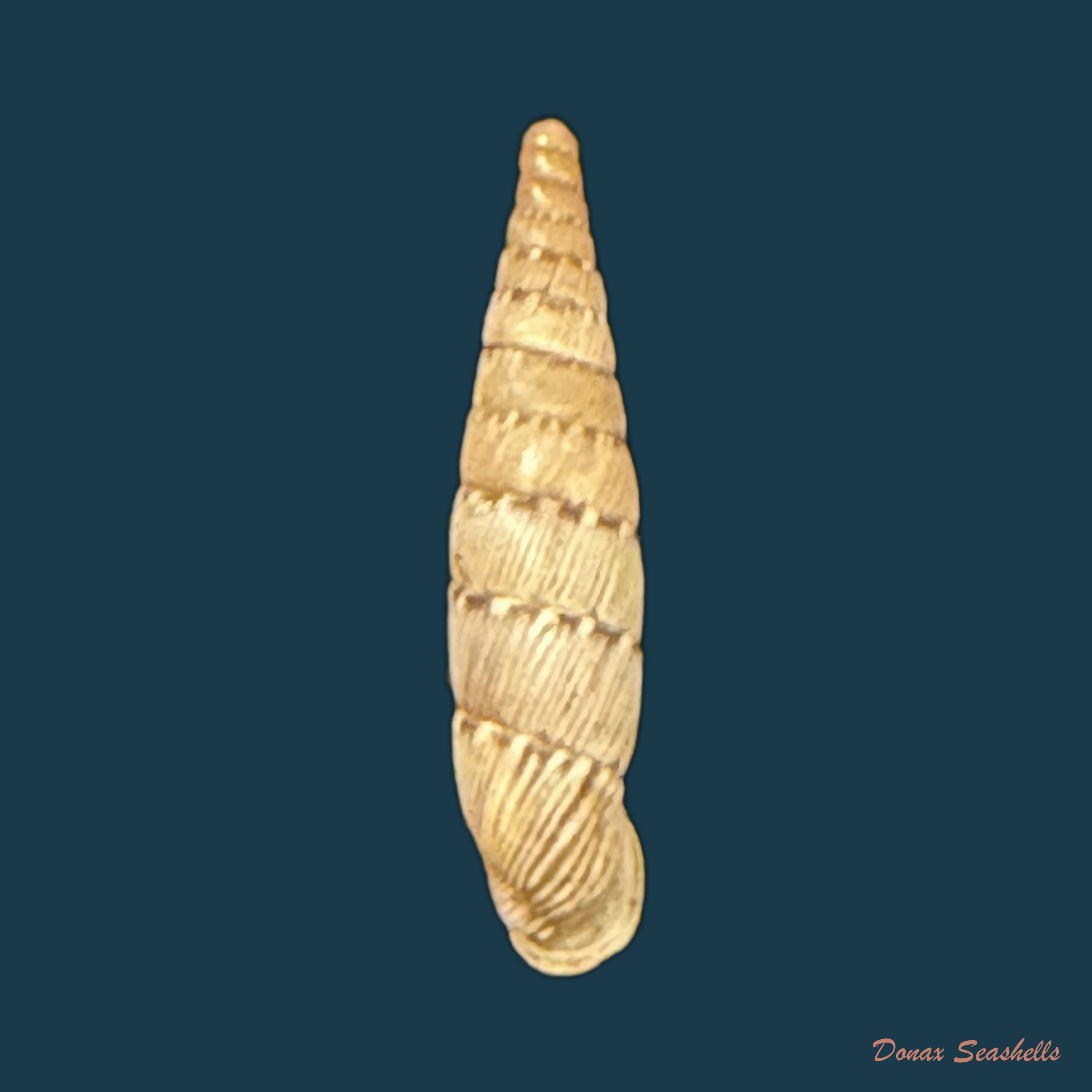 Papillifera bidens affinis (Philippi, 1836) - 15mm