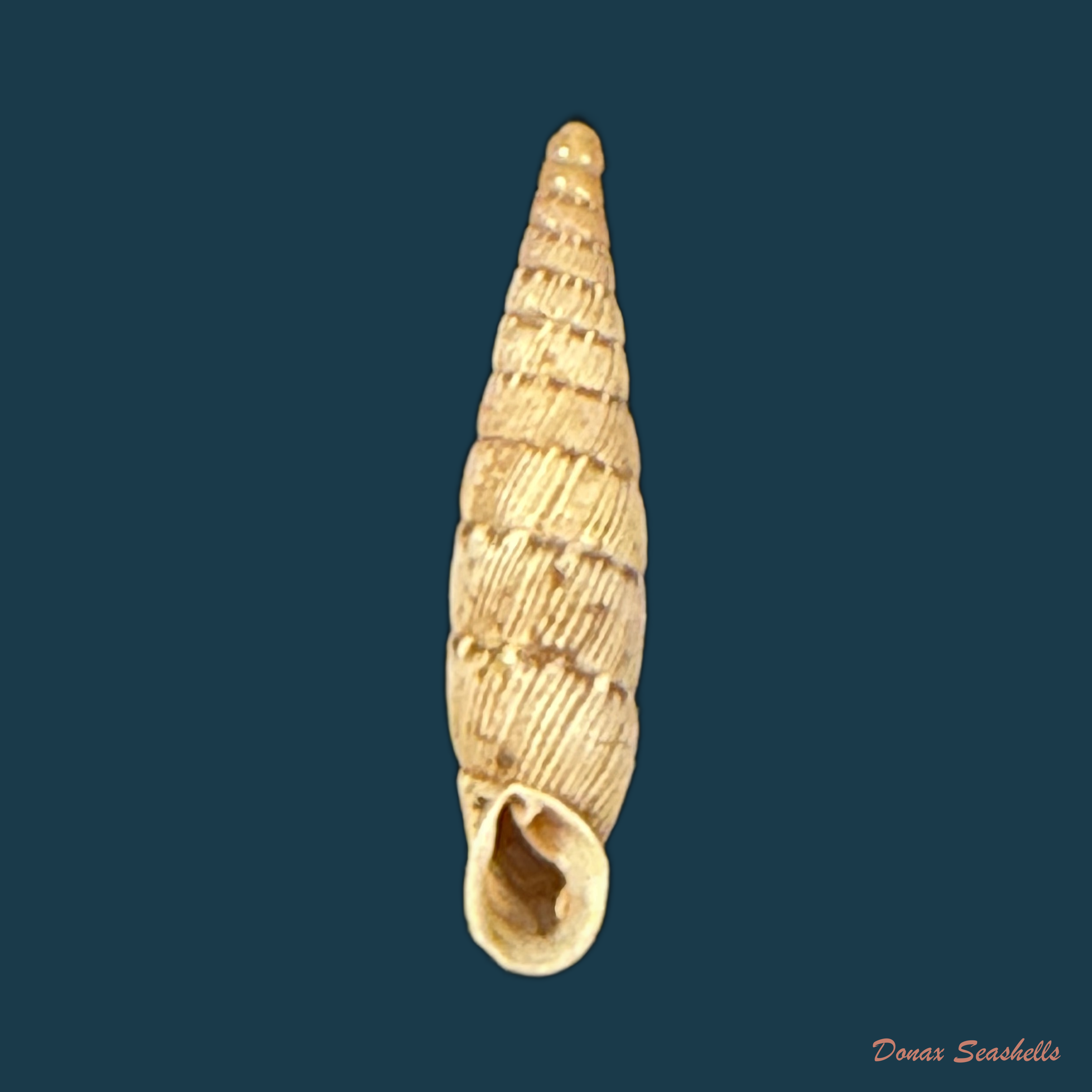 Papillifera bidens affinis (Philippi, 1836) - 15mm