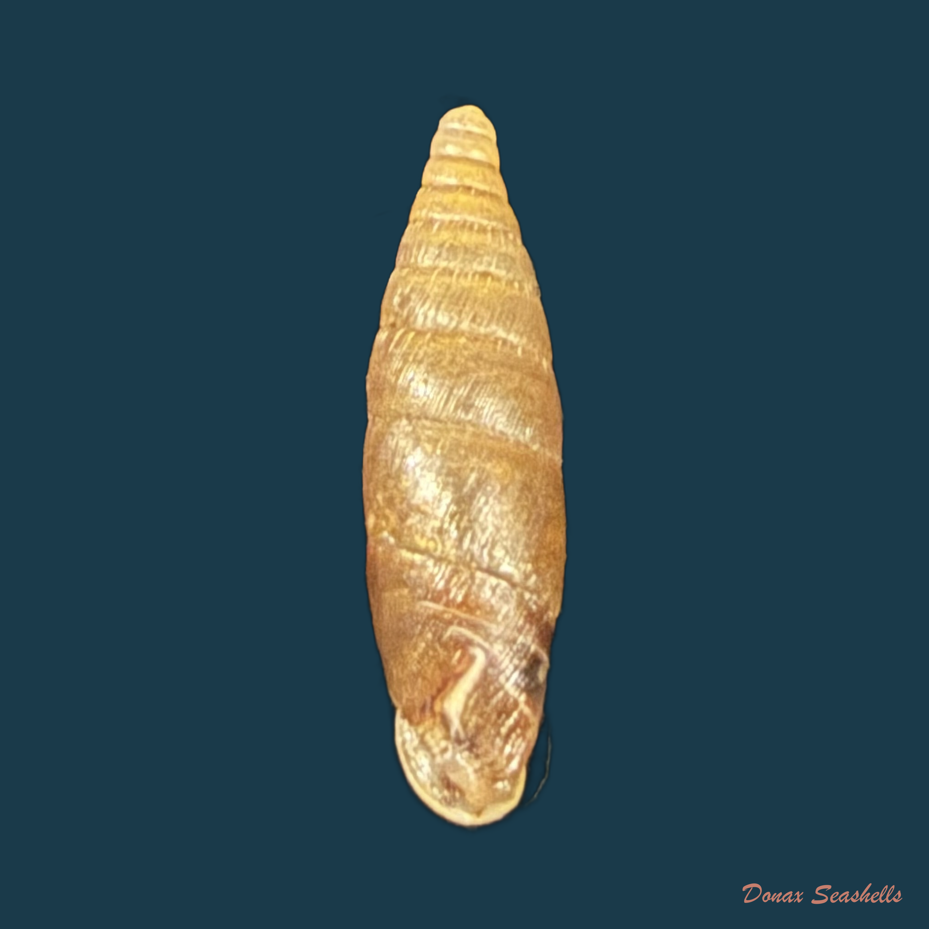 Elia moesta (Rossmässler, 1839) - 12,4mm