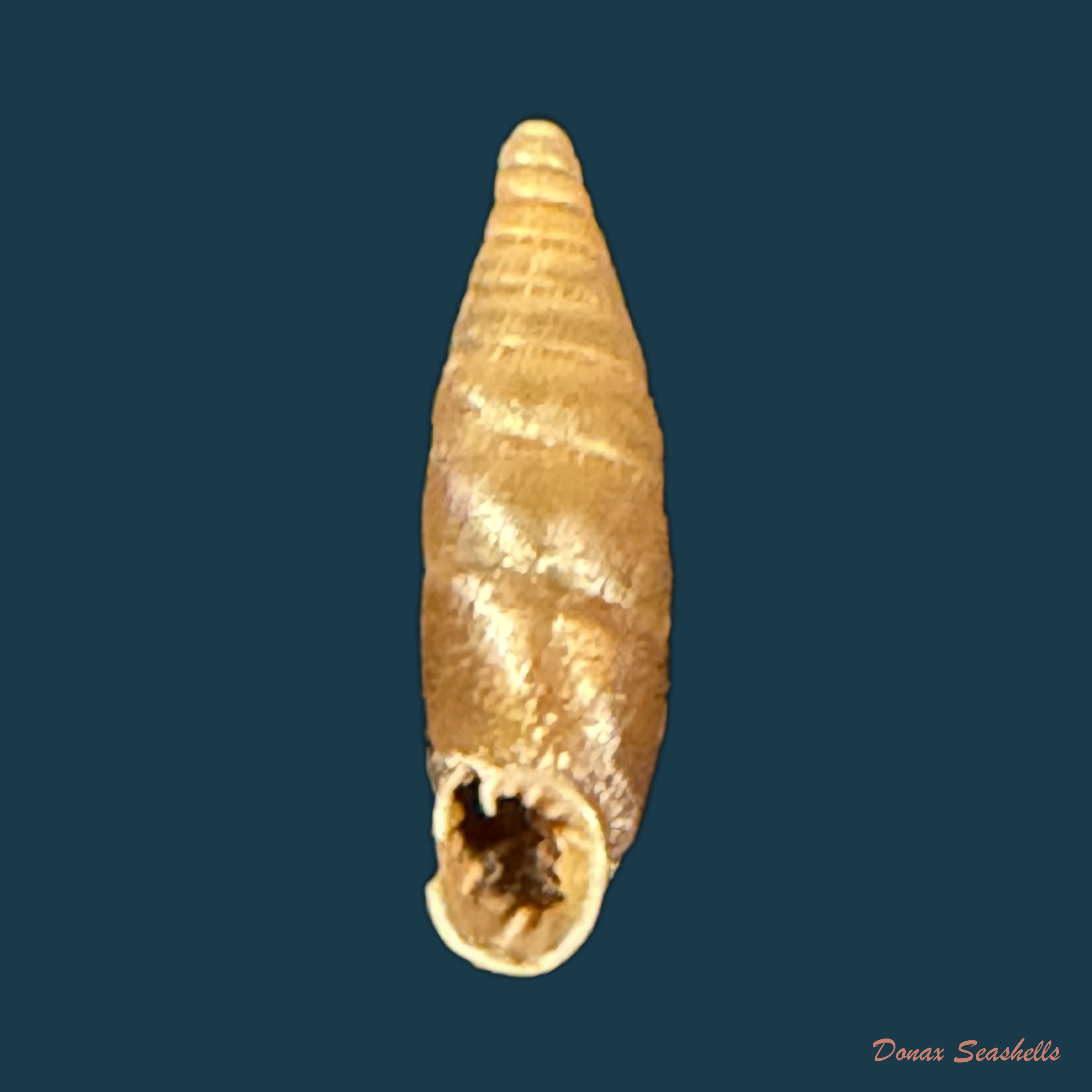 Elia moesta (Rossmässler, 1839) - 12,4mm