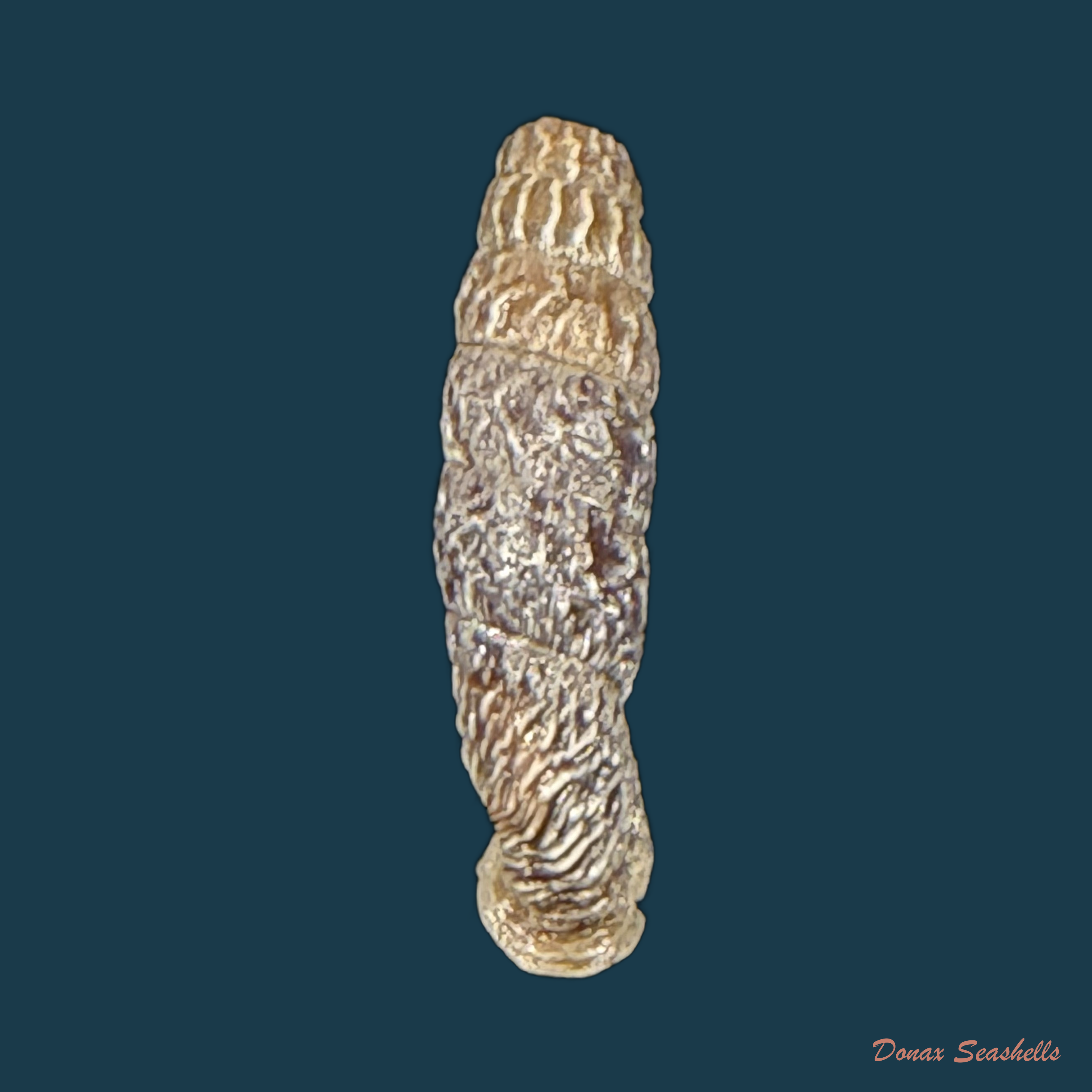 Andinia taczanowskii (Lubomirski, 1879) - 25,1mm