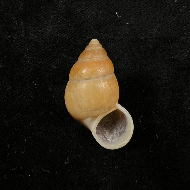 Hainesia crocea (G. B. Sowerby I, 1843) - 27,2mm