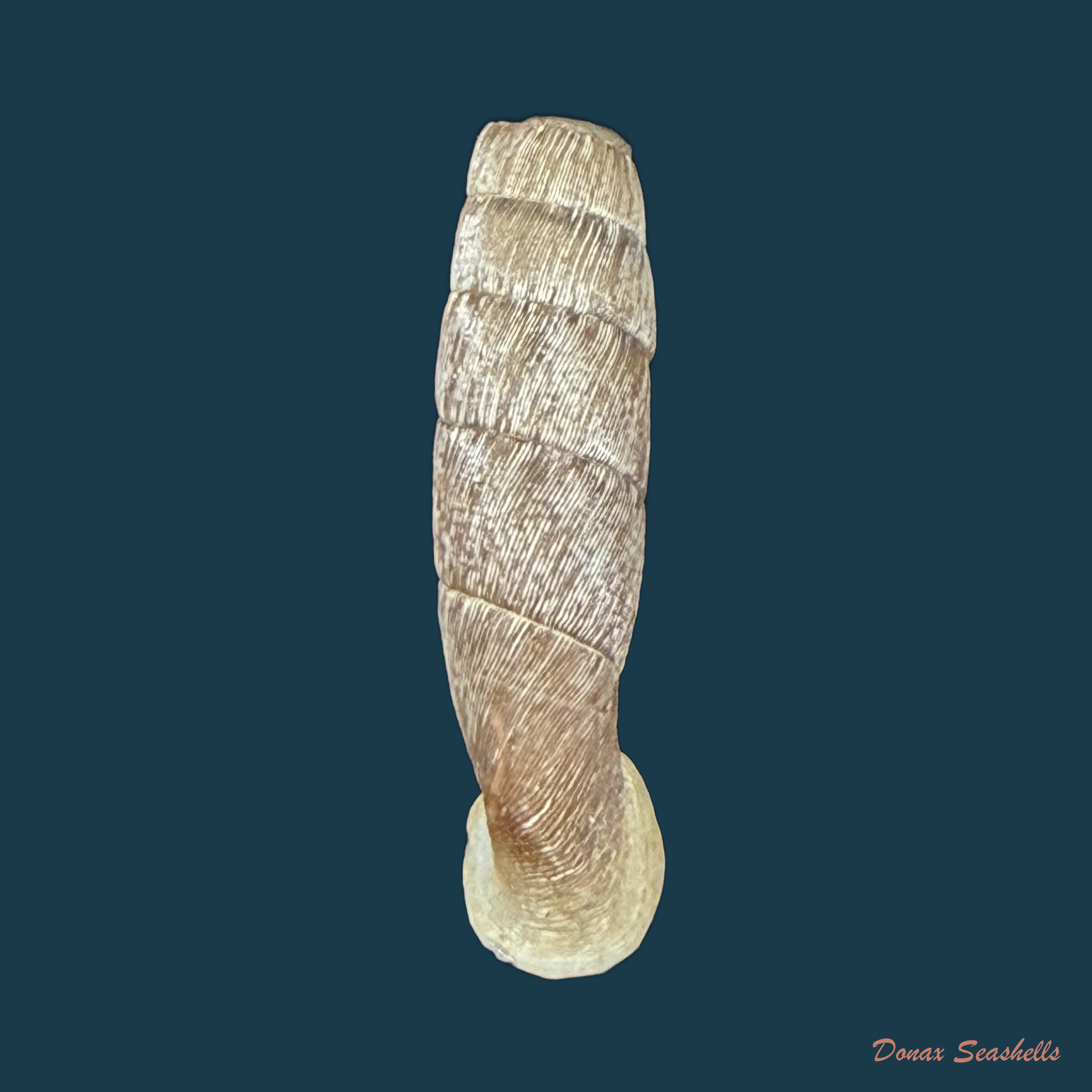 Cylindronenia canescens (Poliński, 1922) - 25,9mm